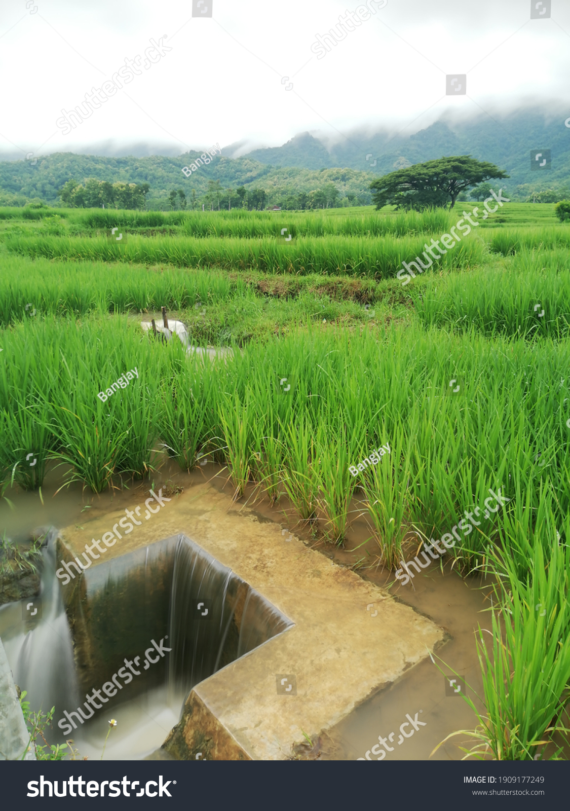 Irrigation Rice Crops Paddy Fields Stock Photo 1909177249 Shutterstock