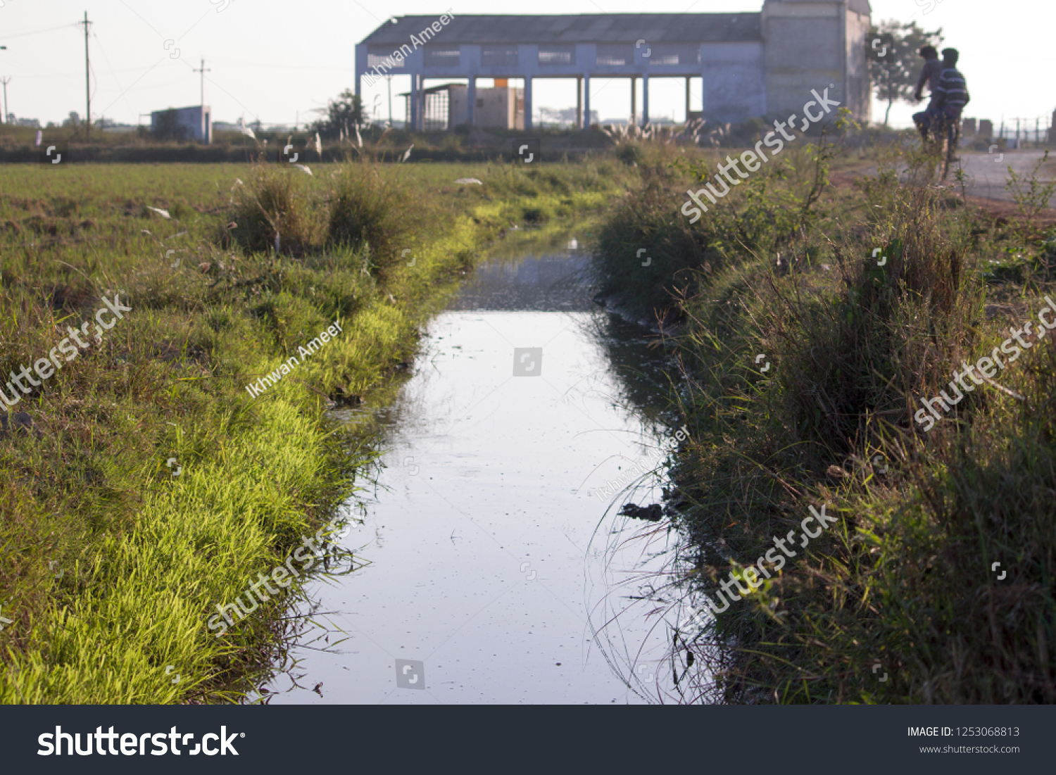 Irrigation Water Channel Through Rice Paddy Stock Photo