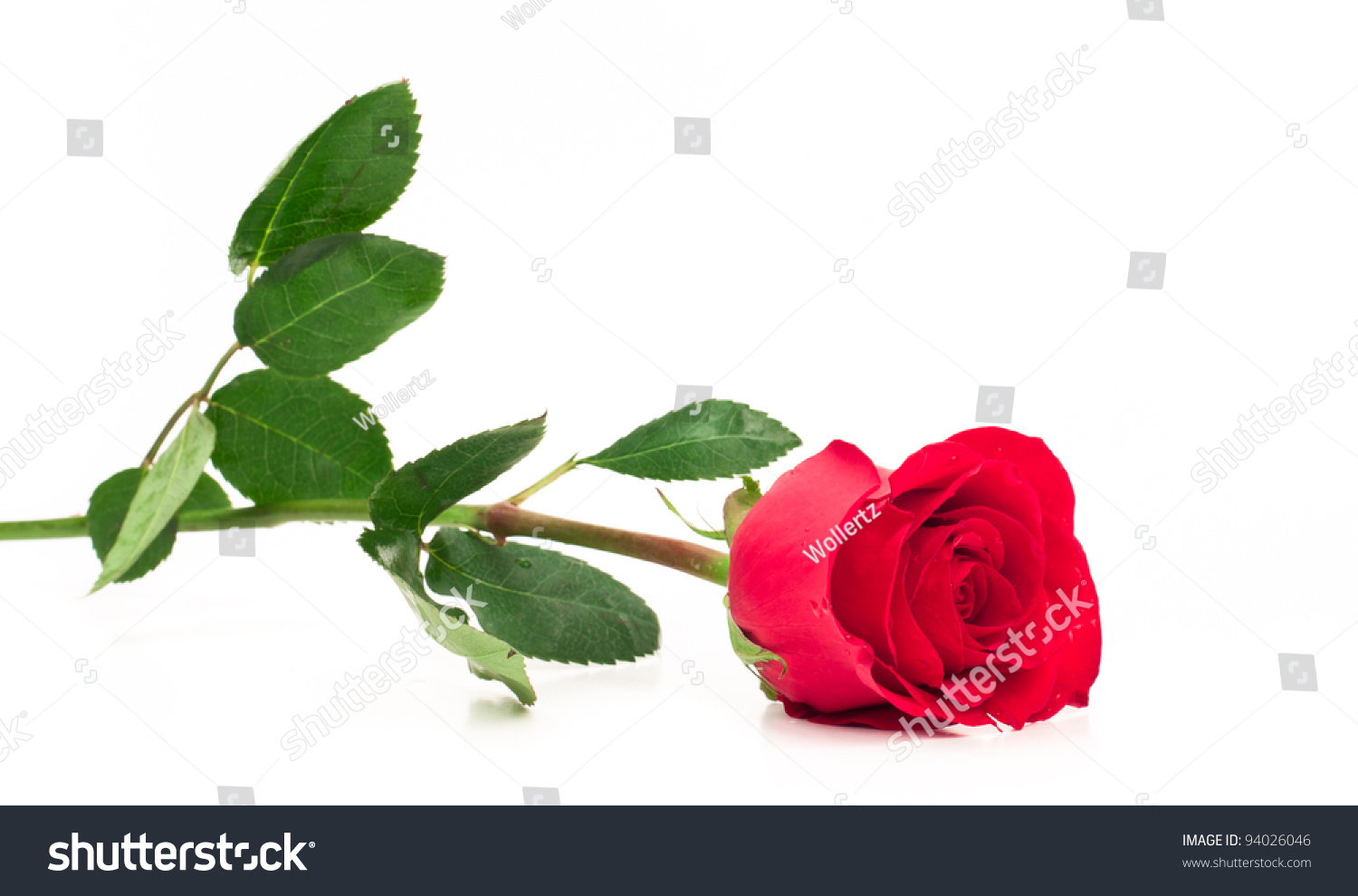Red Rose With Stem