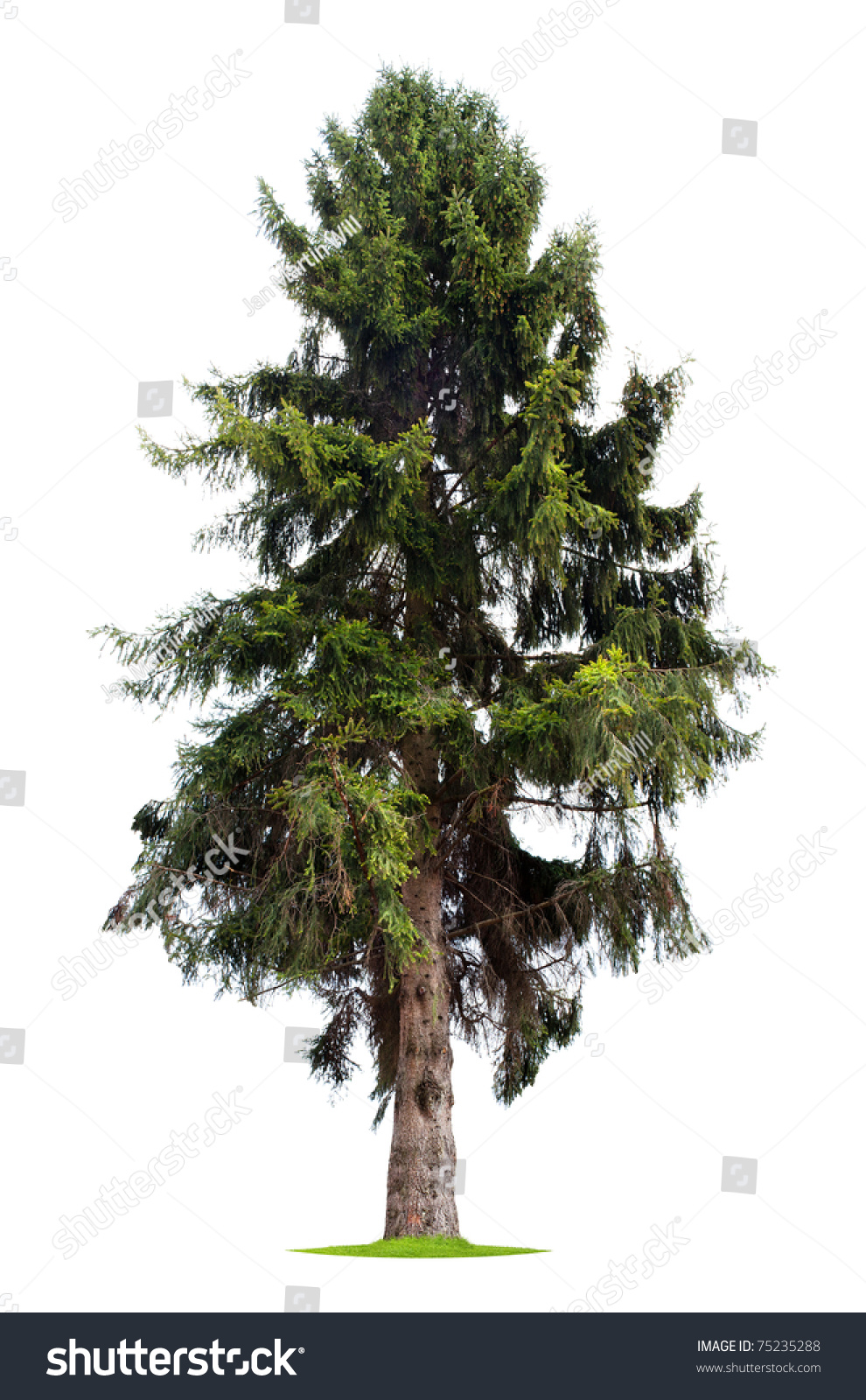 Isolated Pine Tree Stock Photo 75235288 : Shutterstock