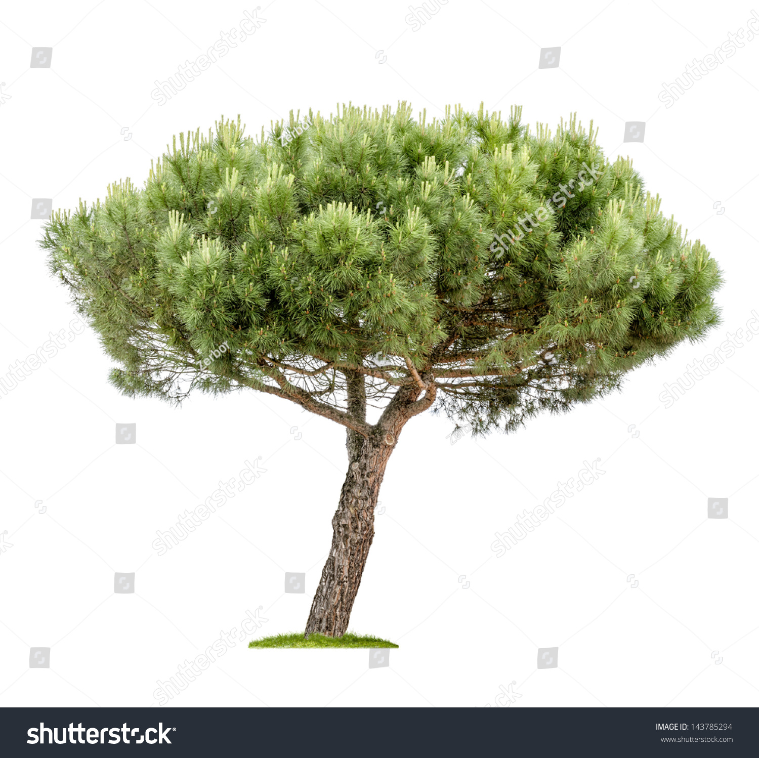 Isolated Pine Tree On A White Background Stock Photo 143785294