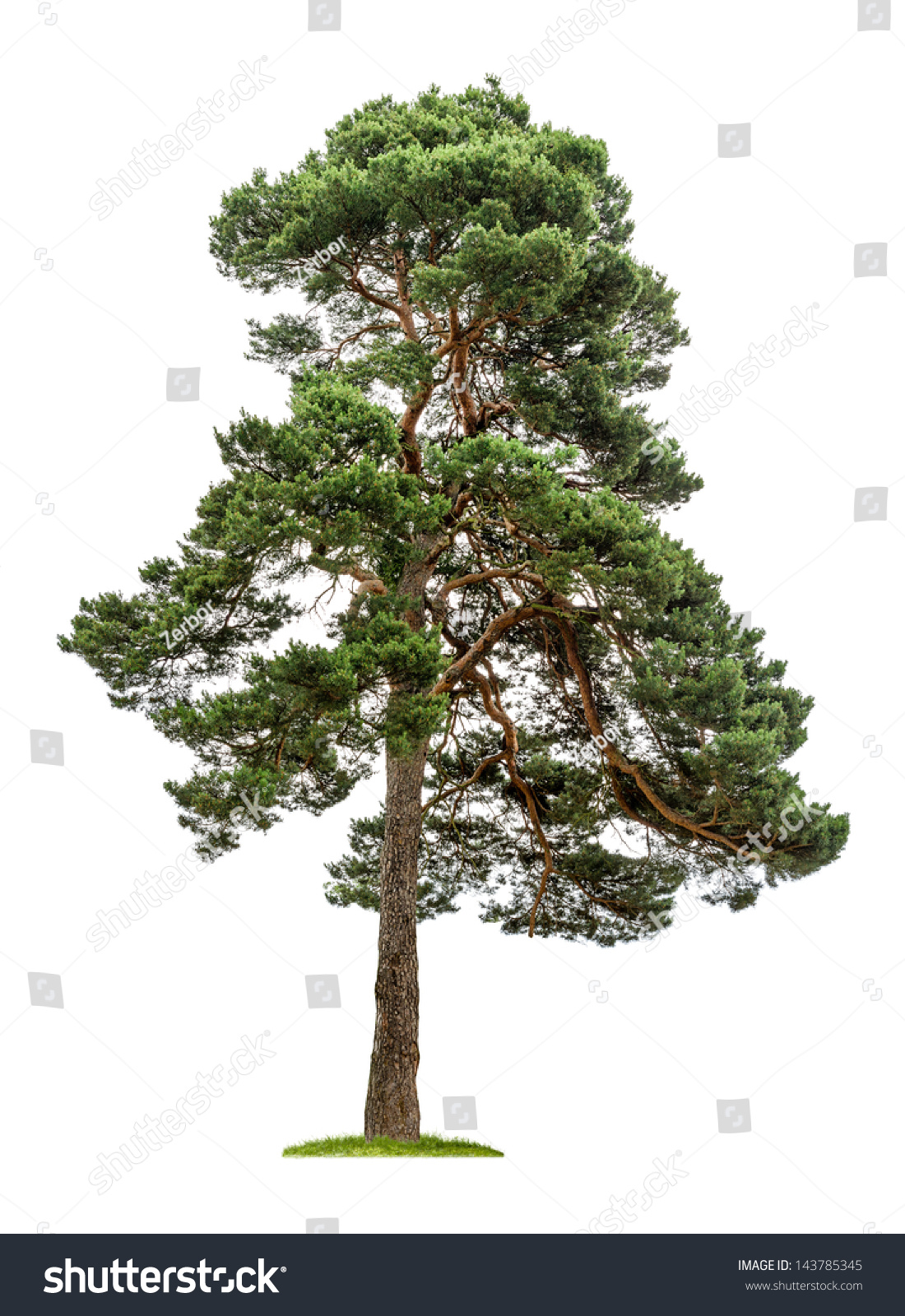 Isolated Pine Tree On A White Background Stock Foto 143785345