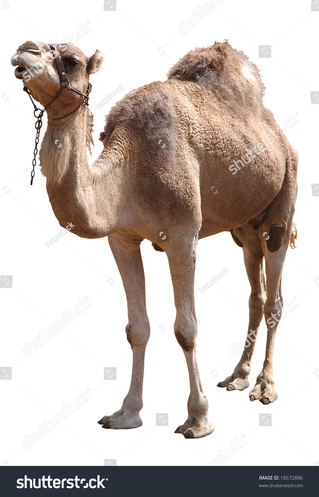 Isolated Single Hump Camel With Clipping Path Stock Photo 18572896