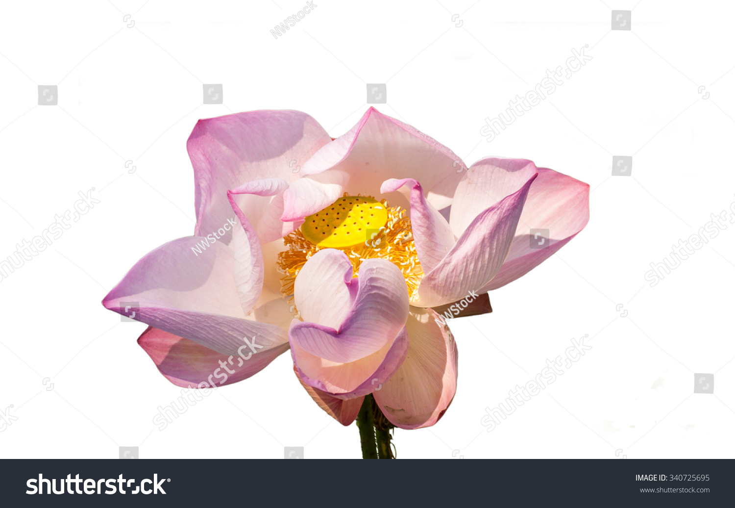 Isolated Withered Lotus,wilt Lotus White Background Stock Photo 