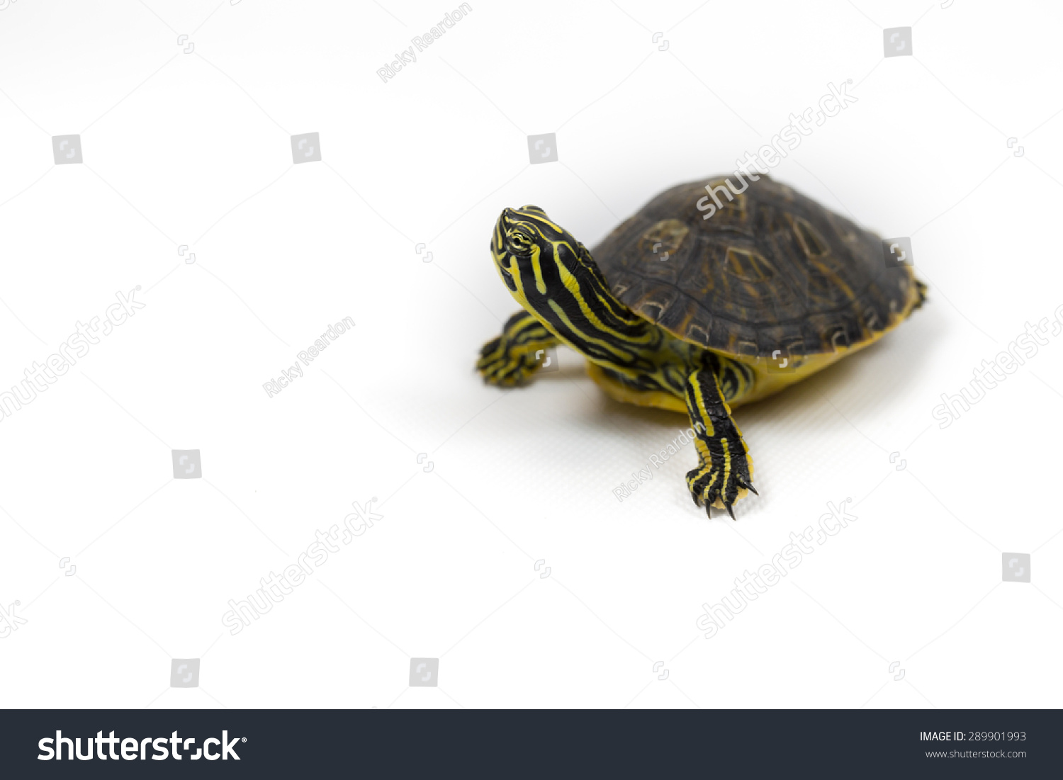 Isolated Yellow Bellied Slider Turtle Walking Stock Photo 289901993 