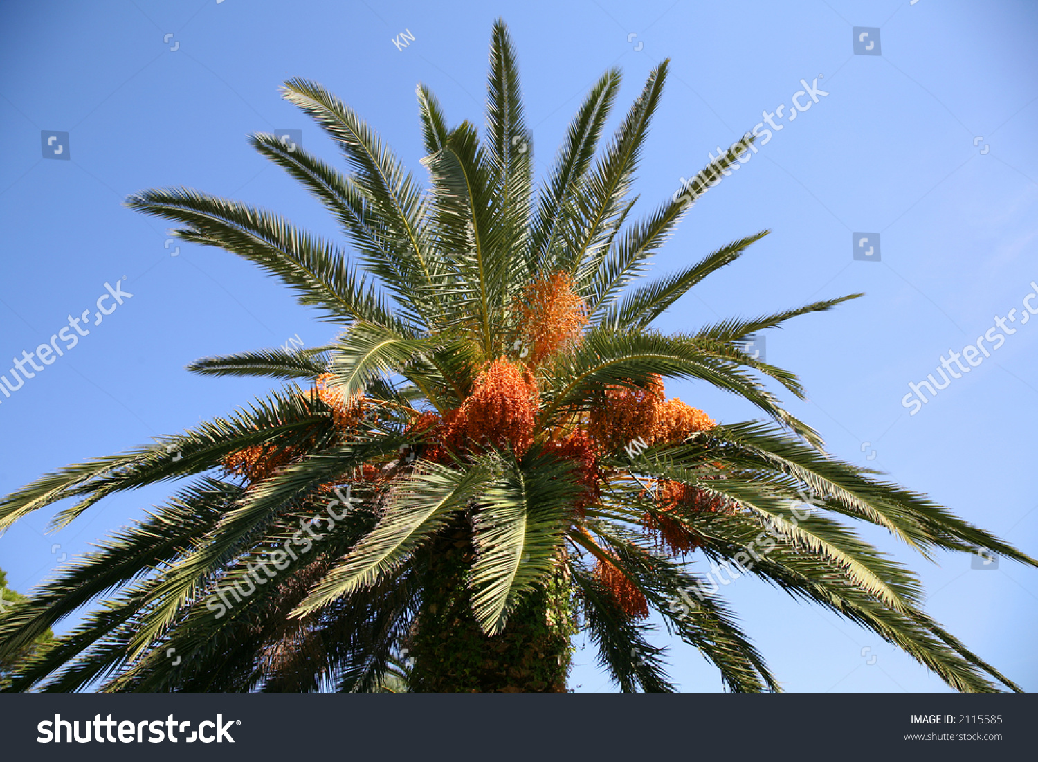 Italian Date Palm Tree With Ripening Fruits. Stock Photo 2115585