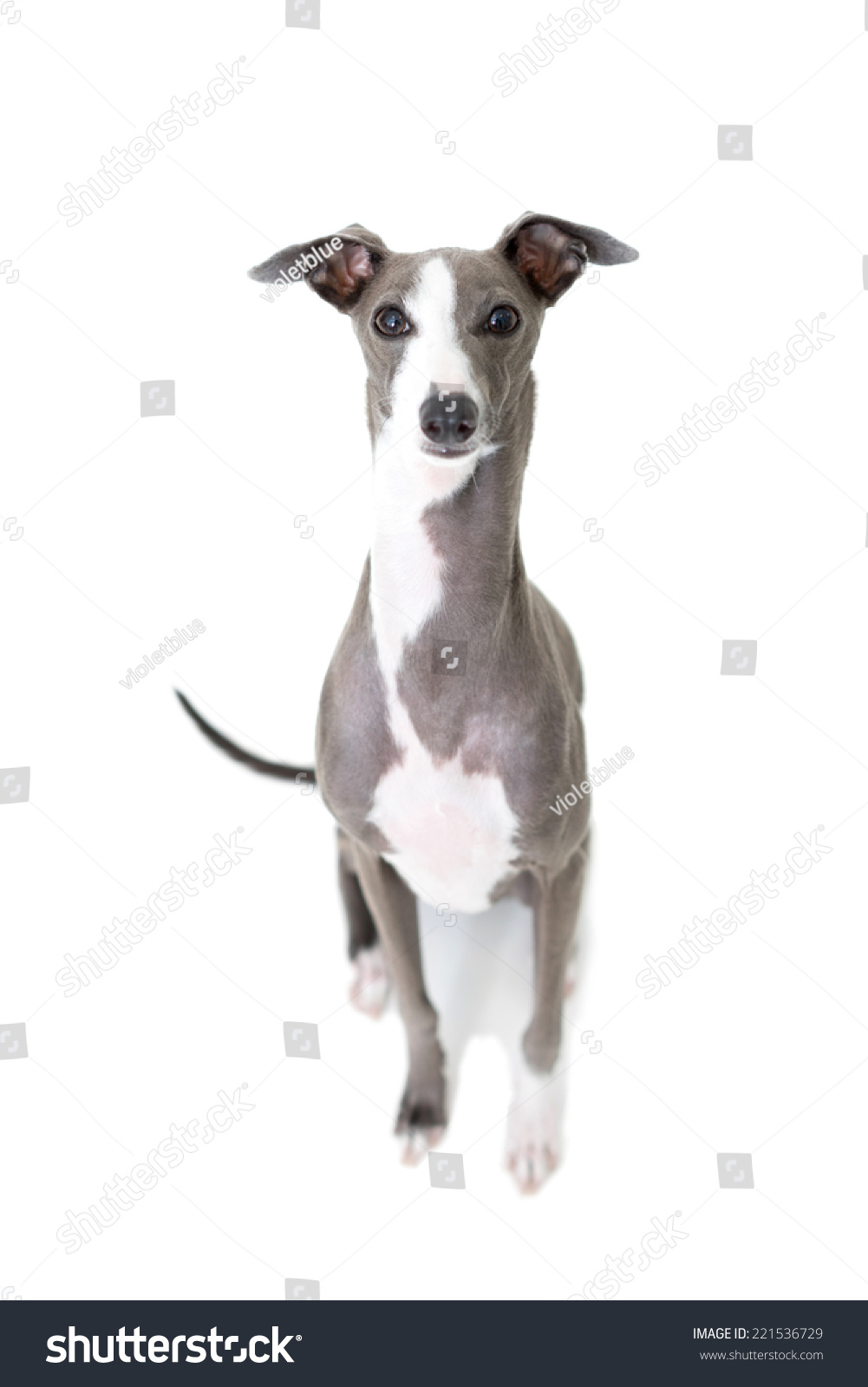 Italian Greyhound Dog Isolated On White Background Stock Photo