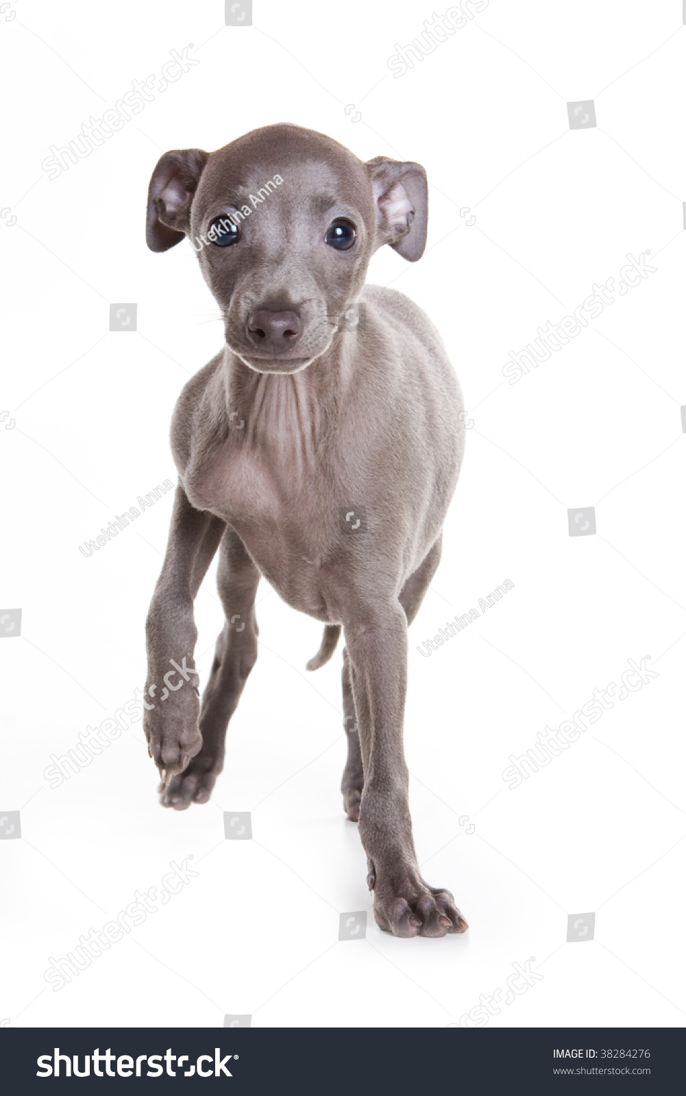 Italian Greyhound Puppy On White Background Stock Photo 38284276