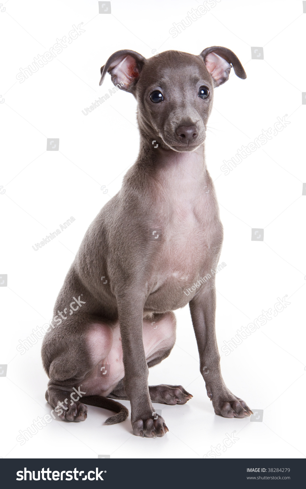 Italian Greyhound Puppy On White Background Stock Photo 38284279