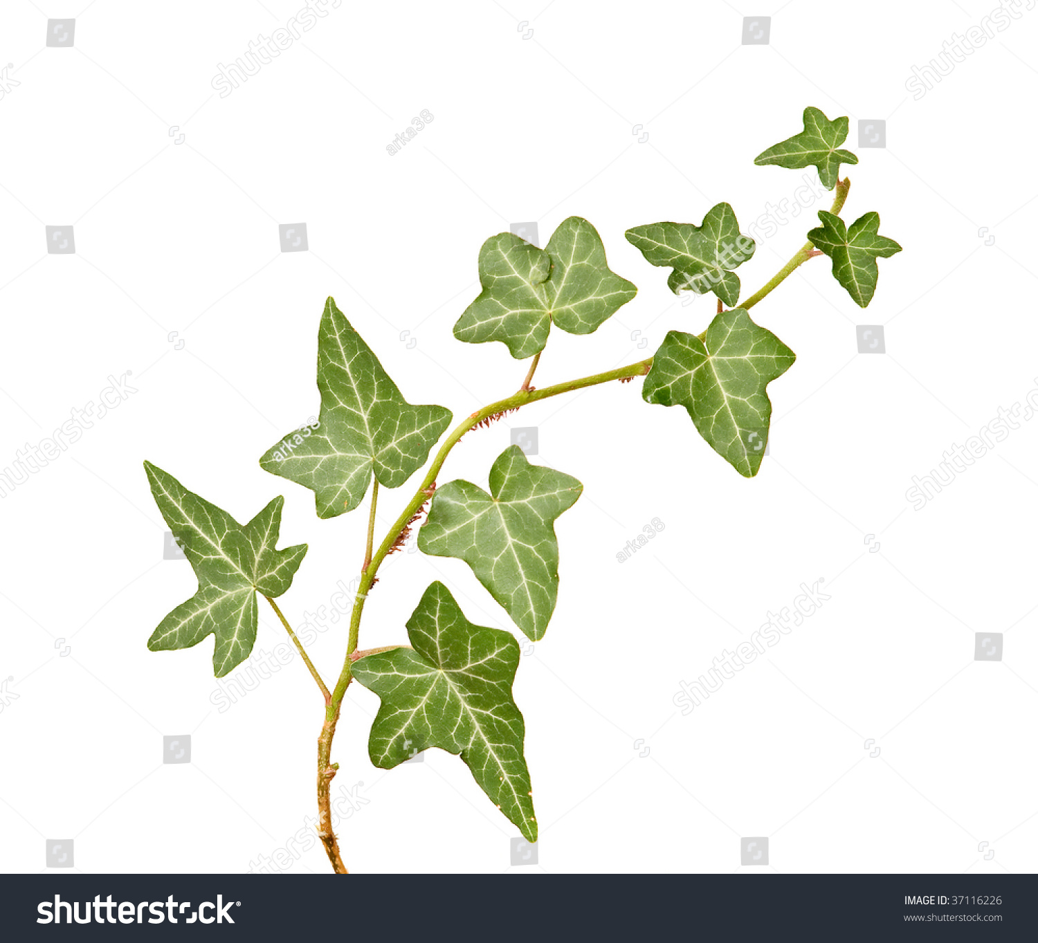 Ivy Isolated On White Background Stock Photo 37116226 : Shutterstock