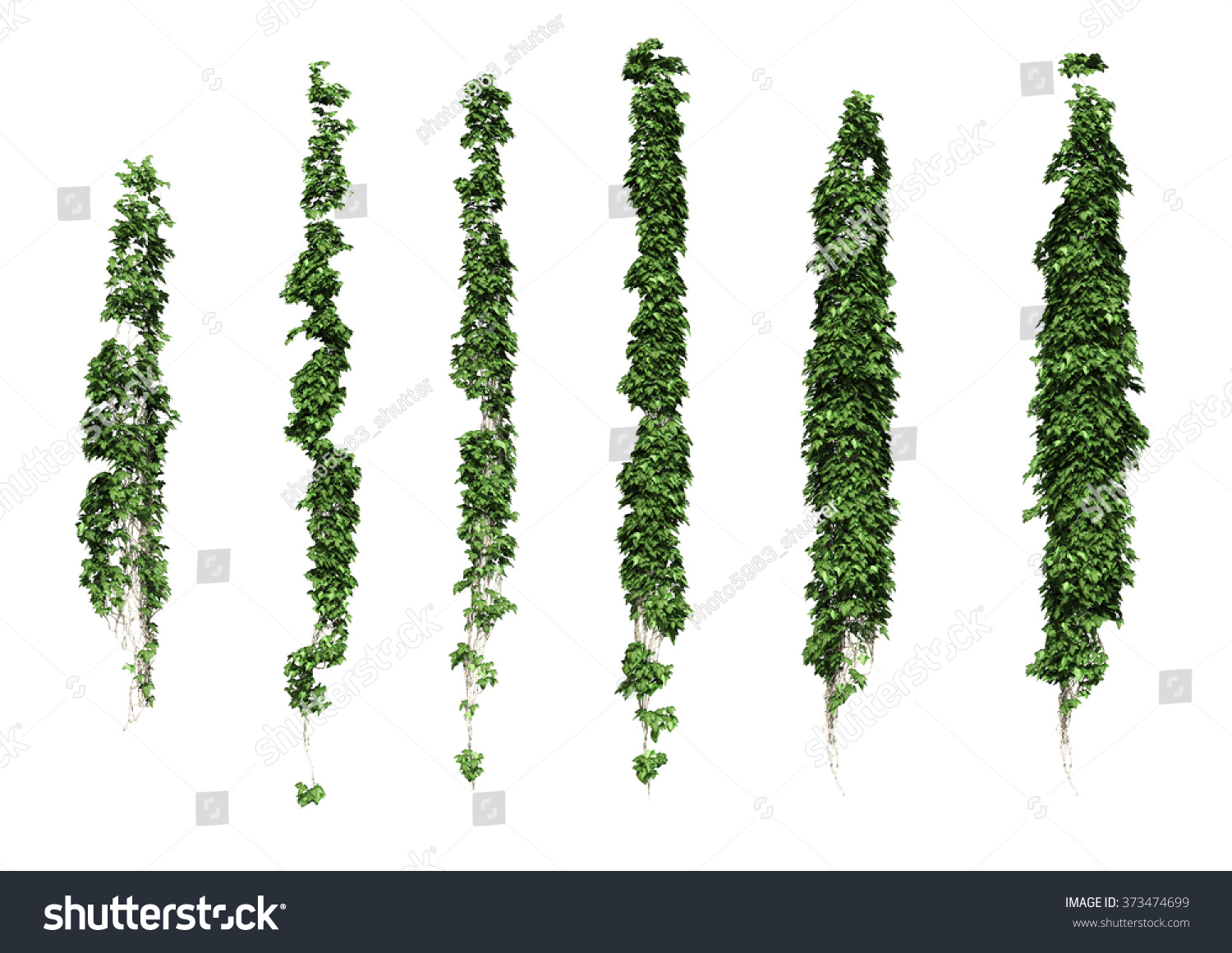 Ivy. Ivy Leaves Isolated On A White Background. Stock Photo 373474699