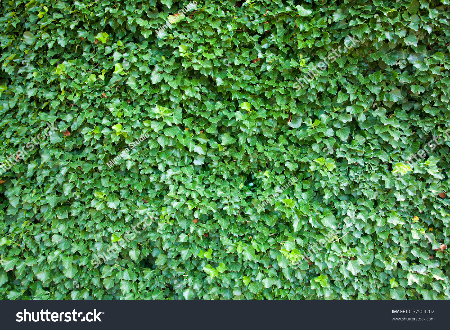 Ivy Texture Stock Photo 57504202 - Shutterstock