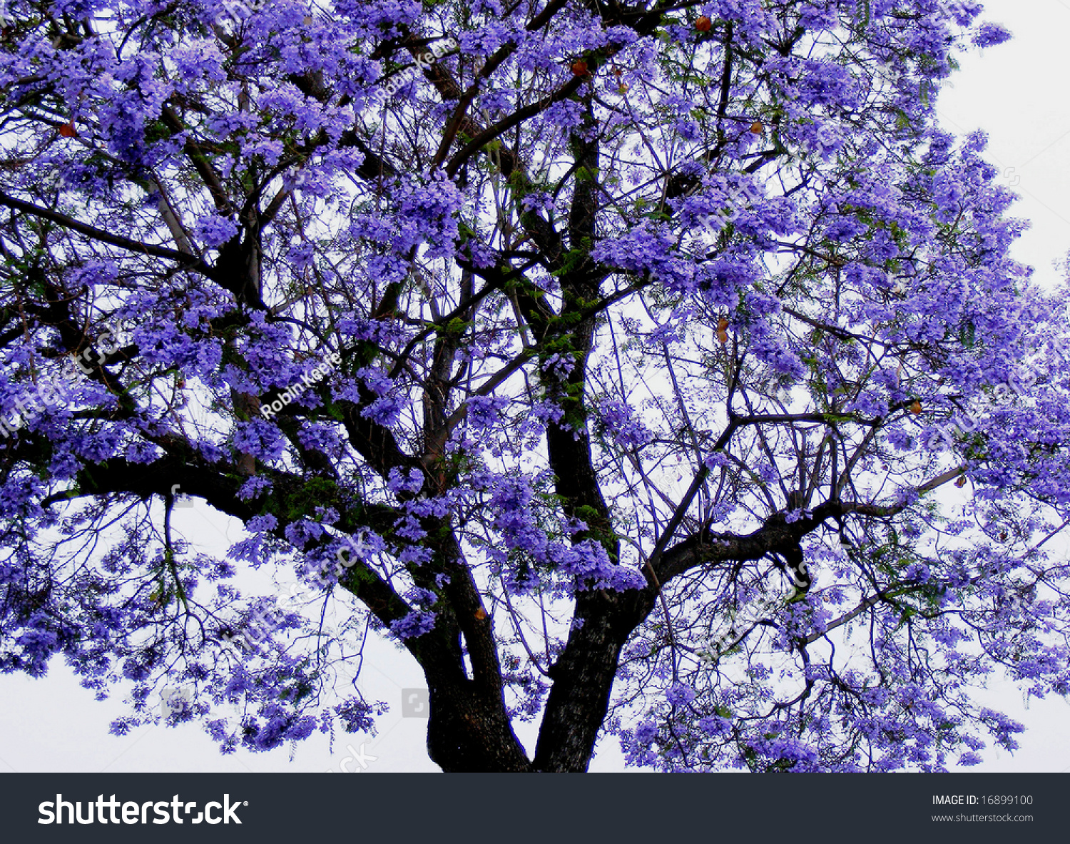 Jacaranda Tree Stock Photo 16899100 - Shutterstock