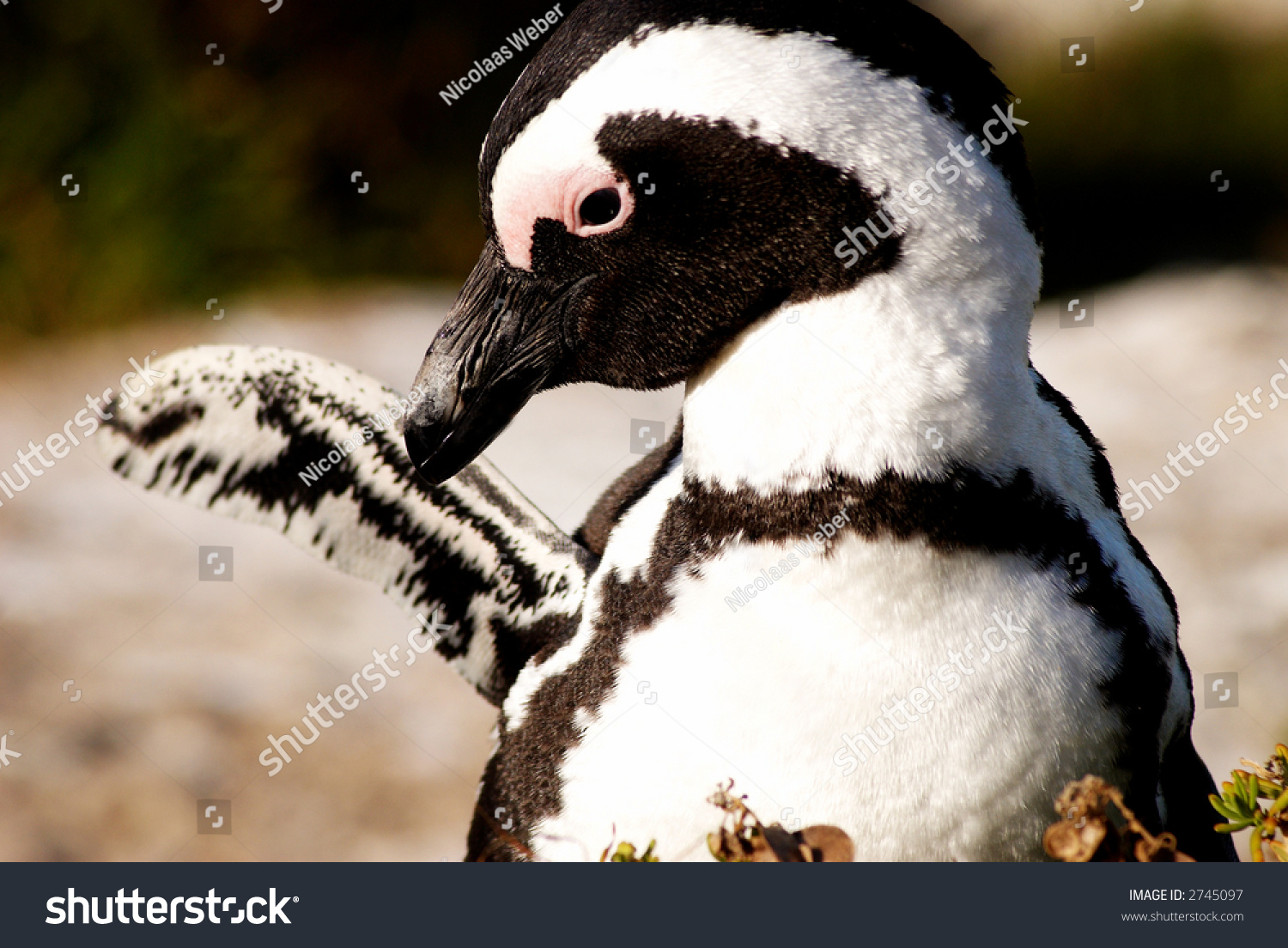 Jack Ass Penguins 71