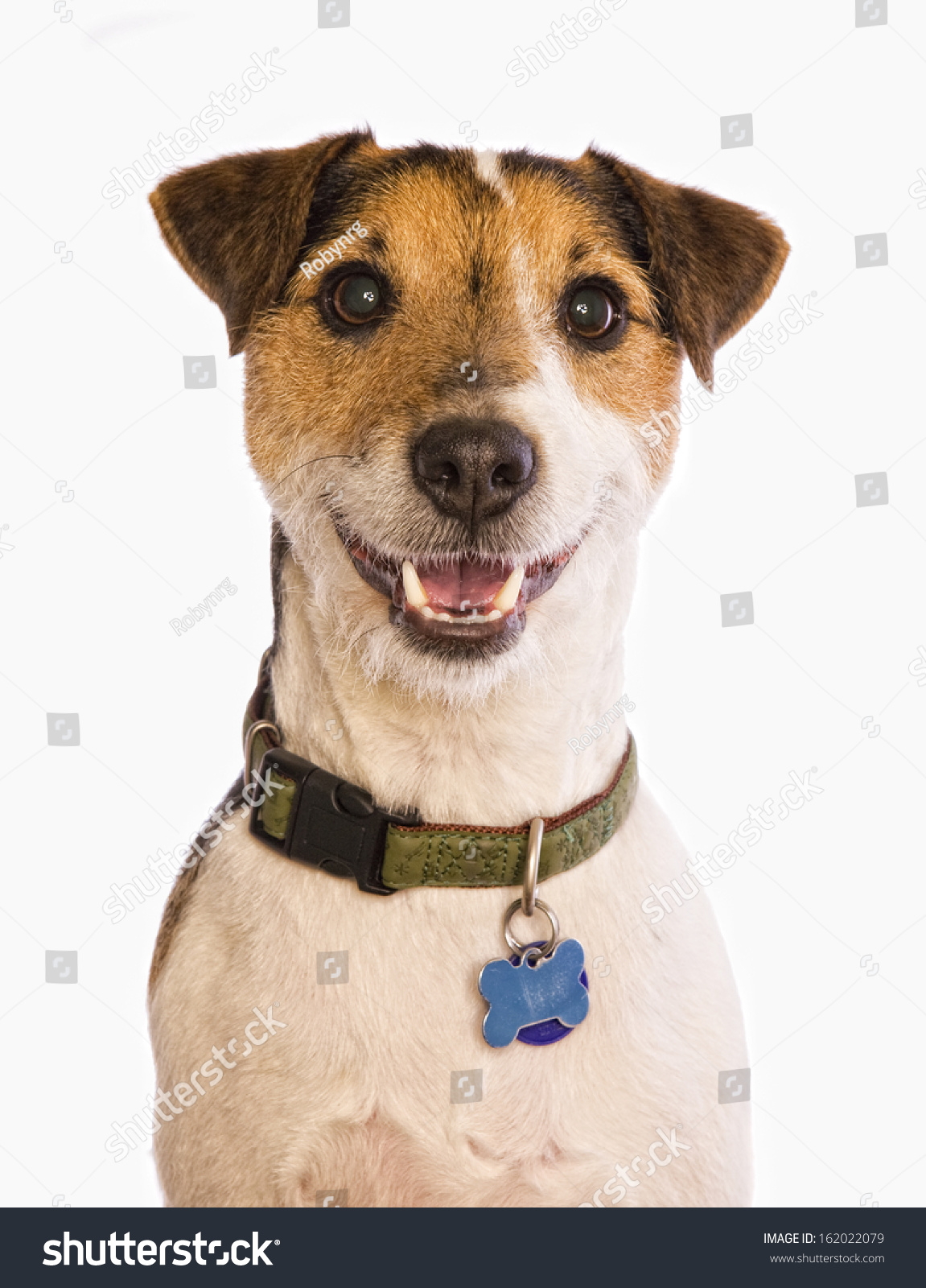 clipart jack russell dog - photo #47