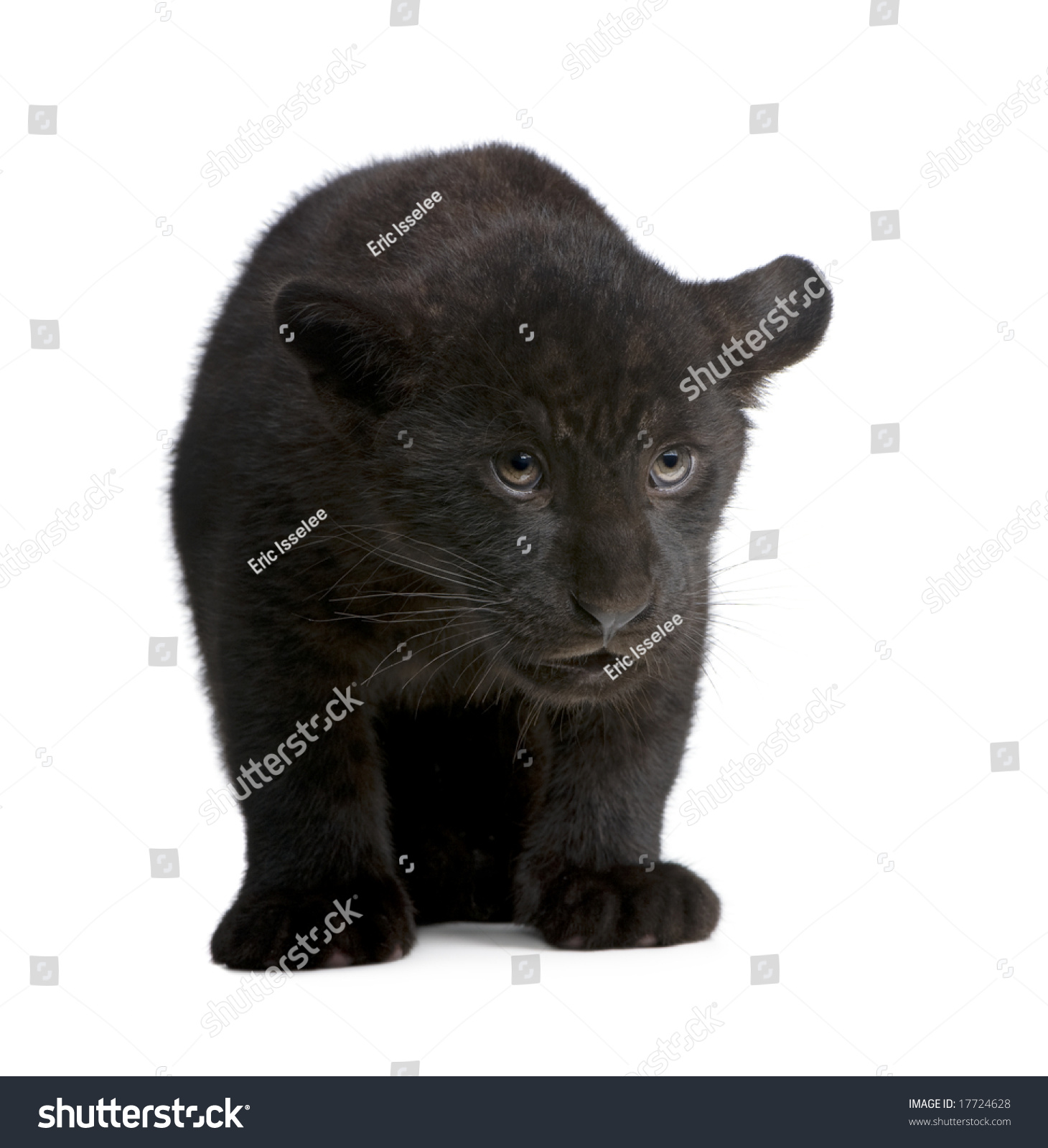 Jaguar Cub (2 Months) - Panthera Onca In Front Of A White Background