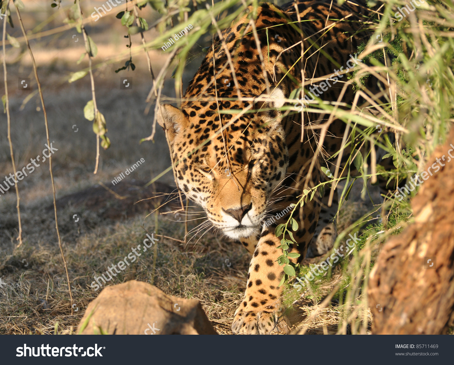 Jaguar Hunting Stock Photo 85711469 : Shutterstock