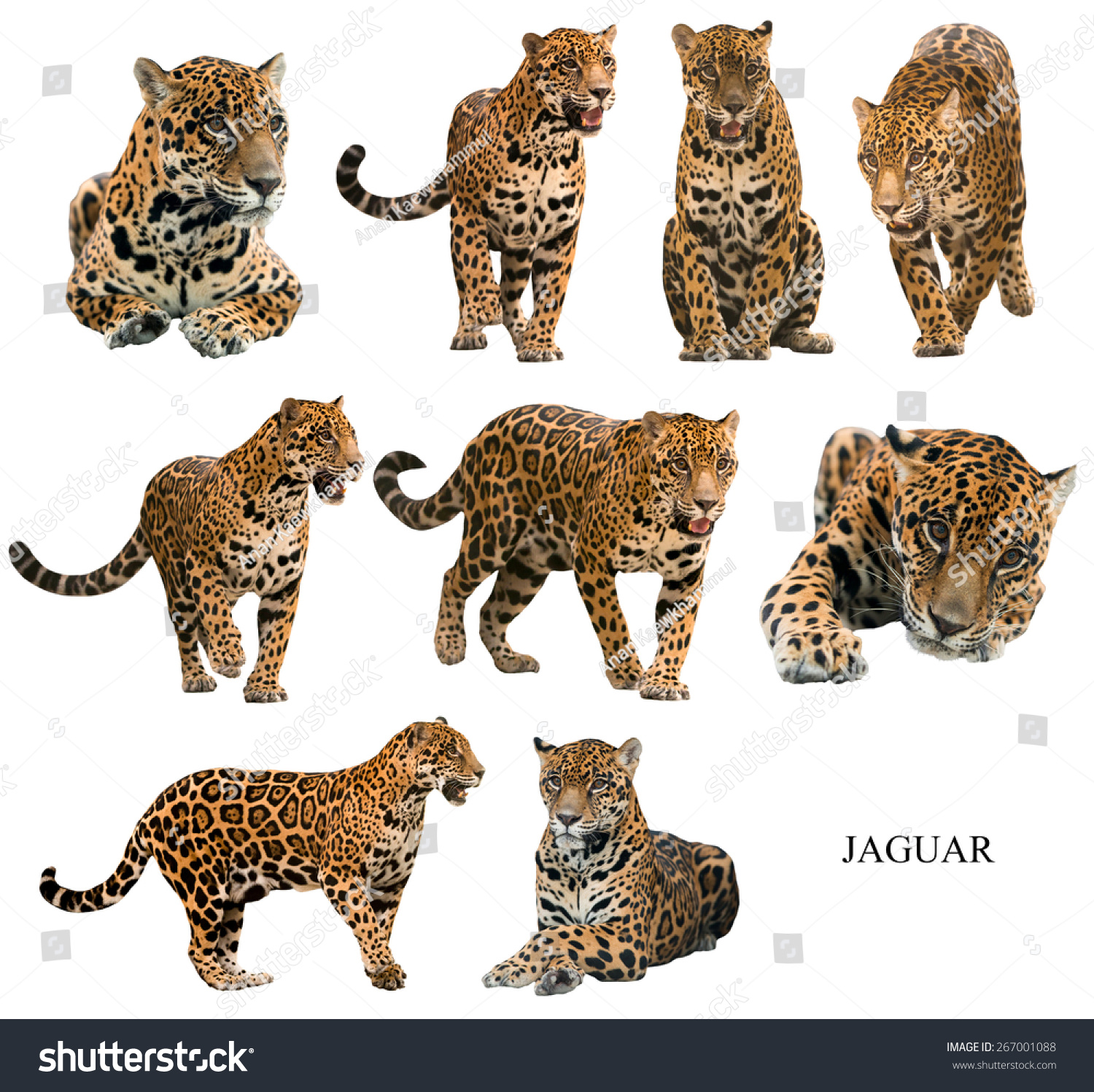 Jaguar Panthera Onca Isolated On White Stock Photo 267001088 - Shutterstock