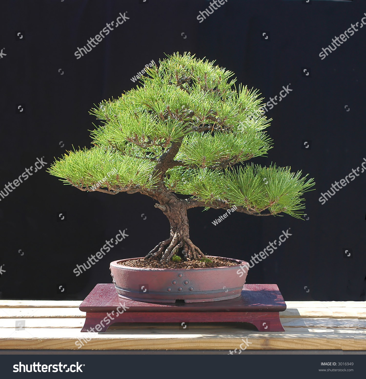 Japanese Black Pine Bonsai Stock Photo Shutterstock