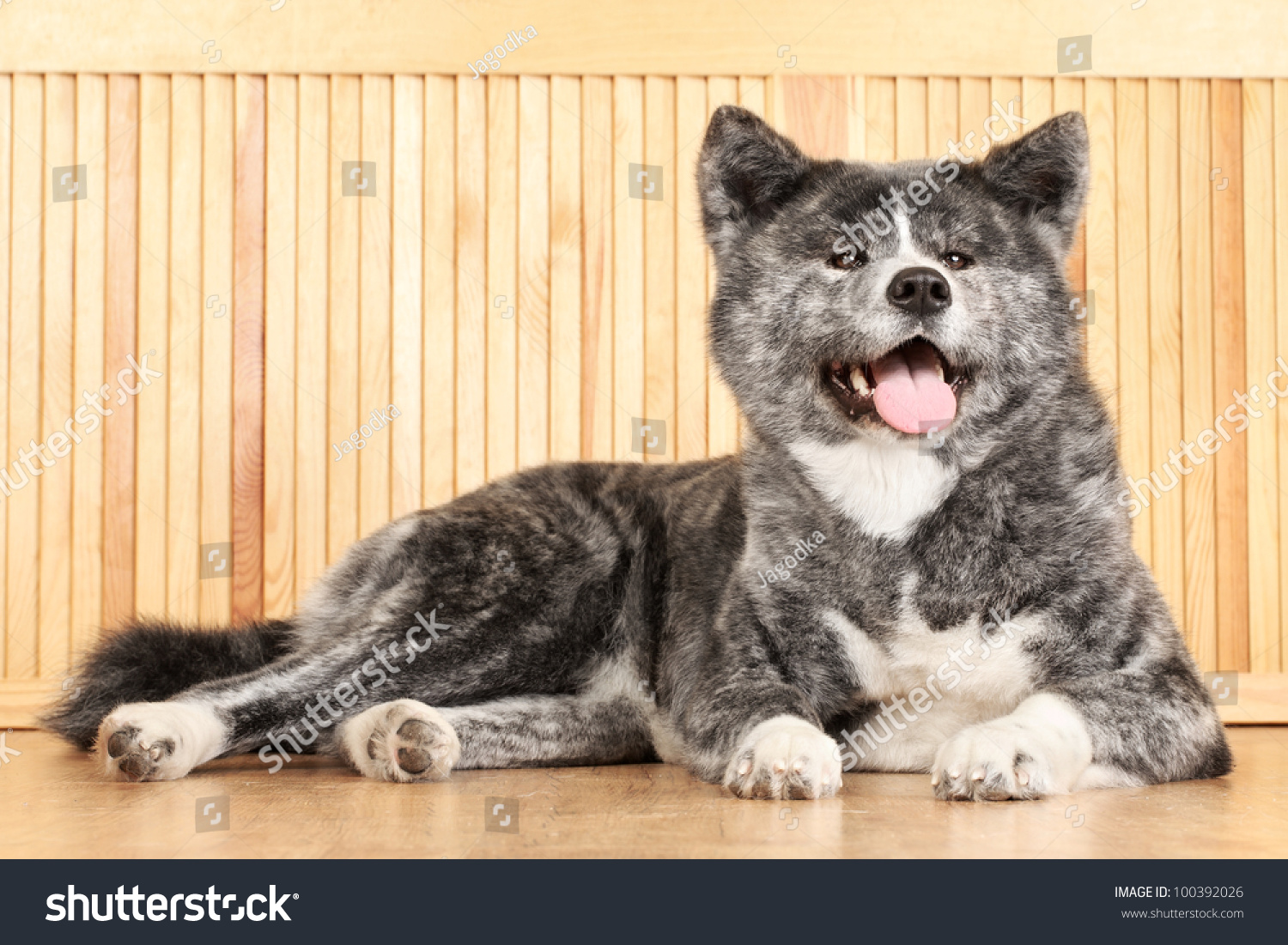 Japanese Grey Akita-Inu Dog Lying On Wooden Floor Stock Photo 100392026