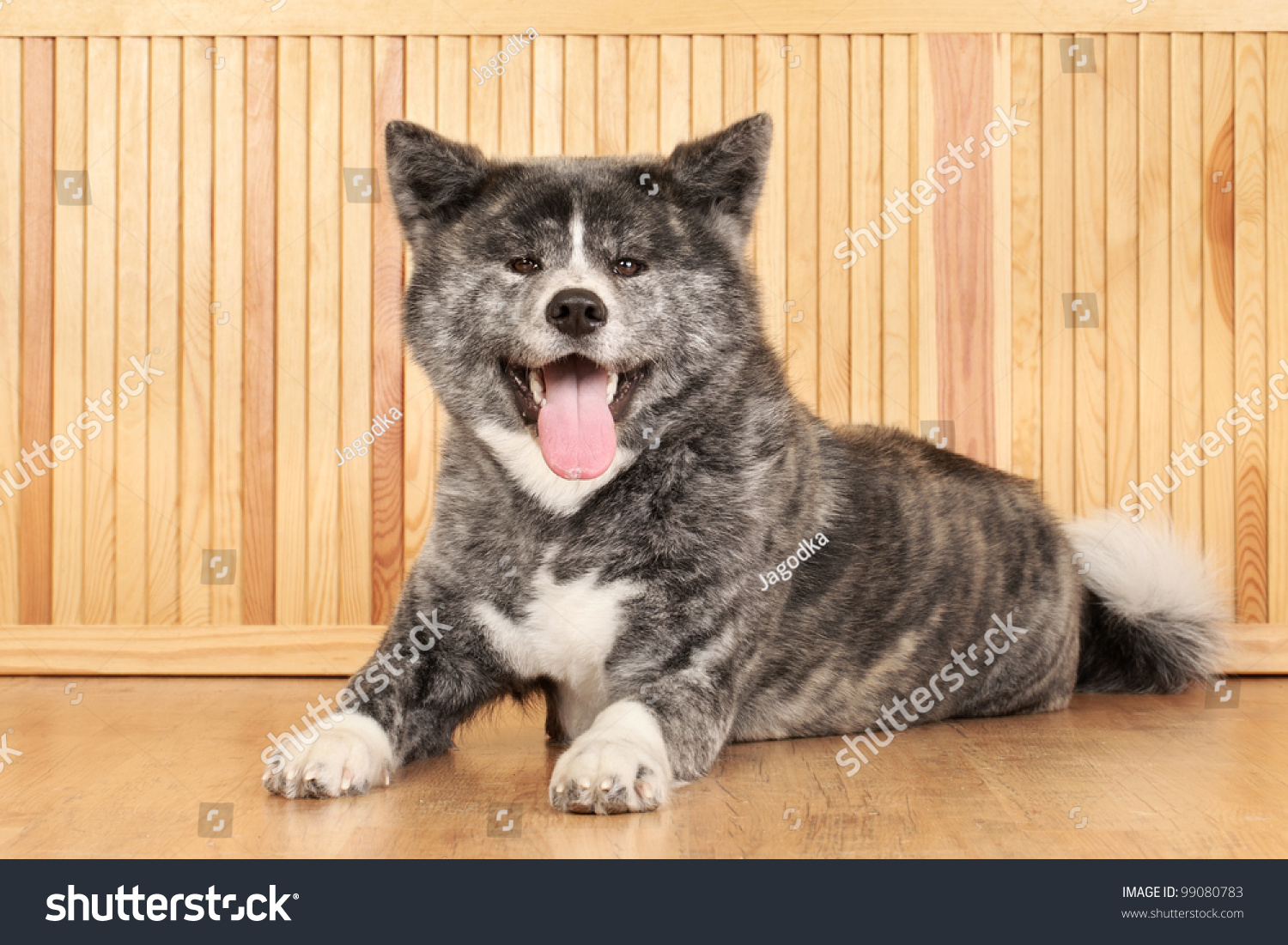 Japanese Grey Akitainu Happy Dog Lying Stock Photo 99080783 - Shutterstock