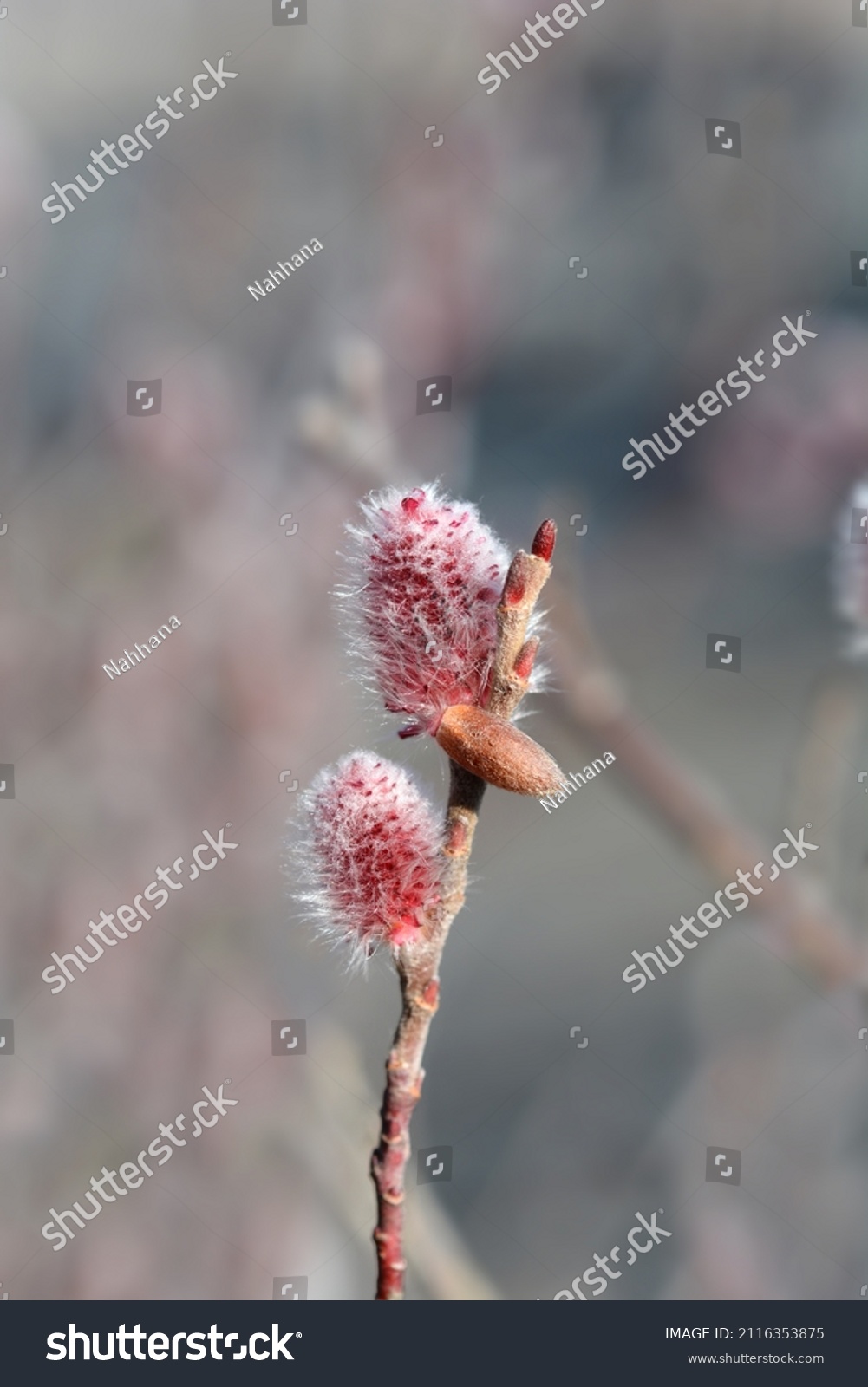 71 Japanese pink pussy willow 图片库存照片和矢量图 Shutterstock