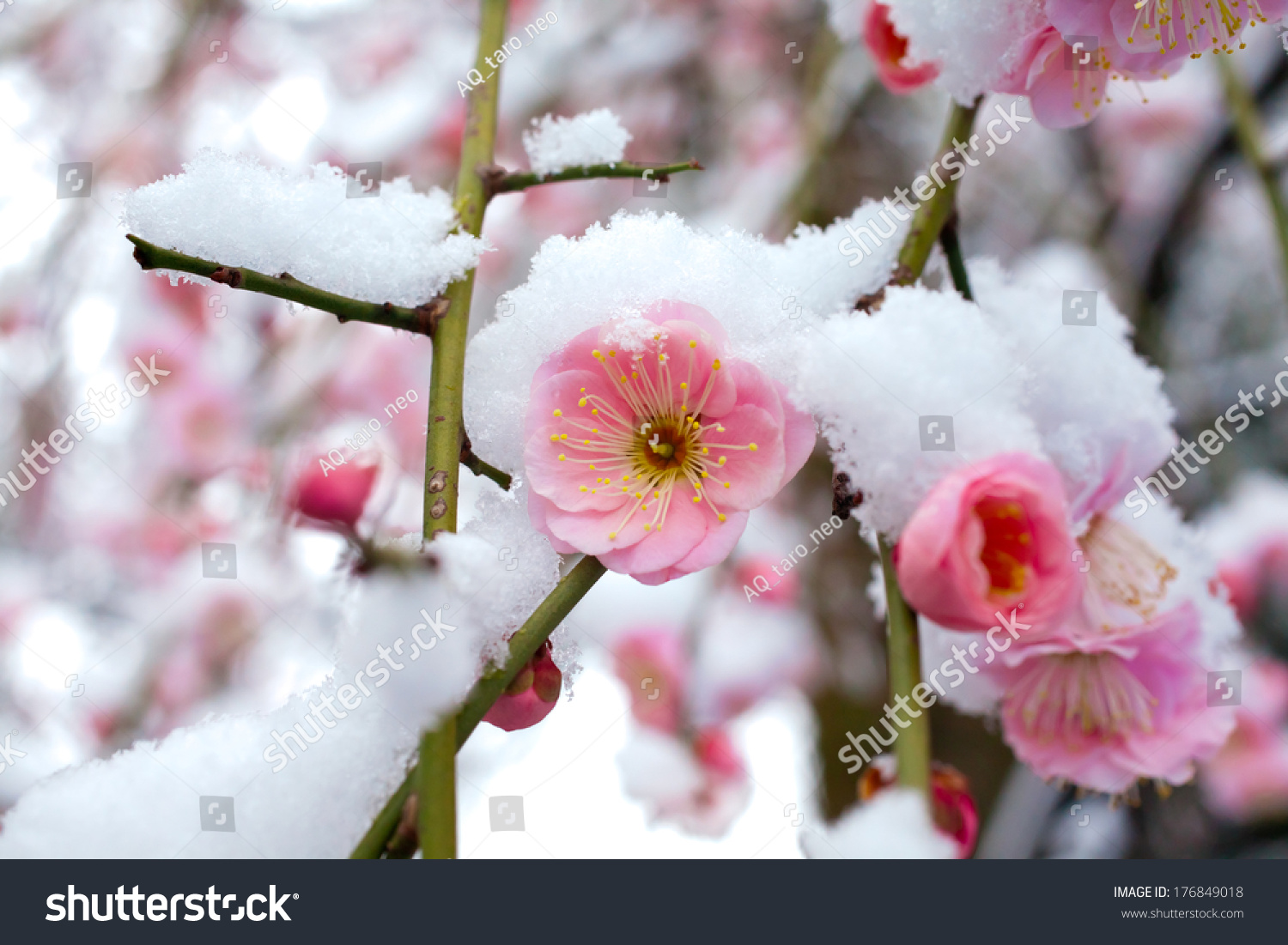 Japanese Plum Blossoms Snow Stock Photo 176849018 Shutterstock