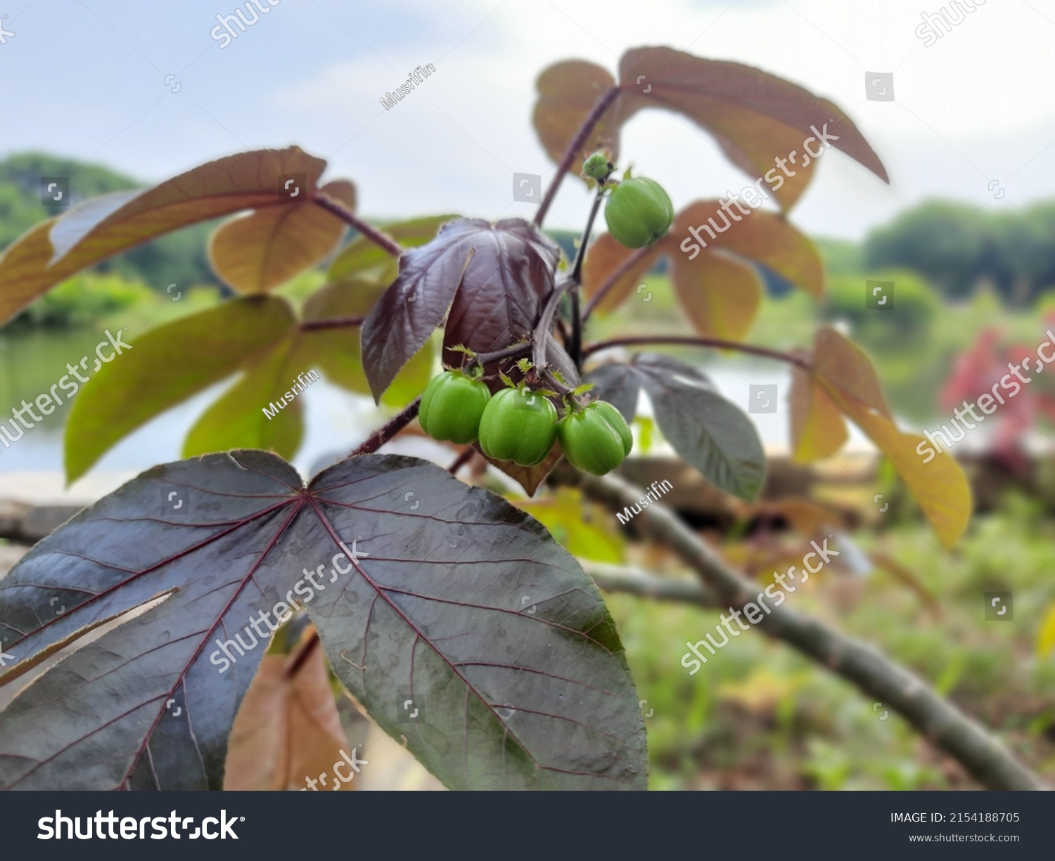 Jatropha Gossypiifolia Ethnobotanical Plant That Can Stock Photo