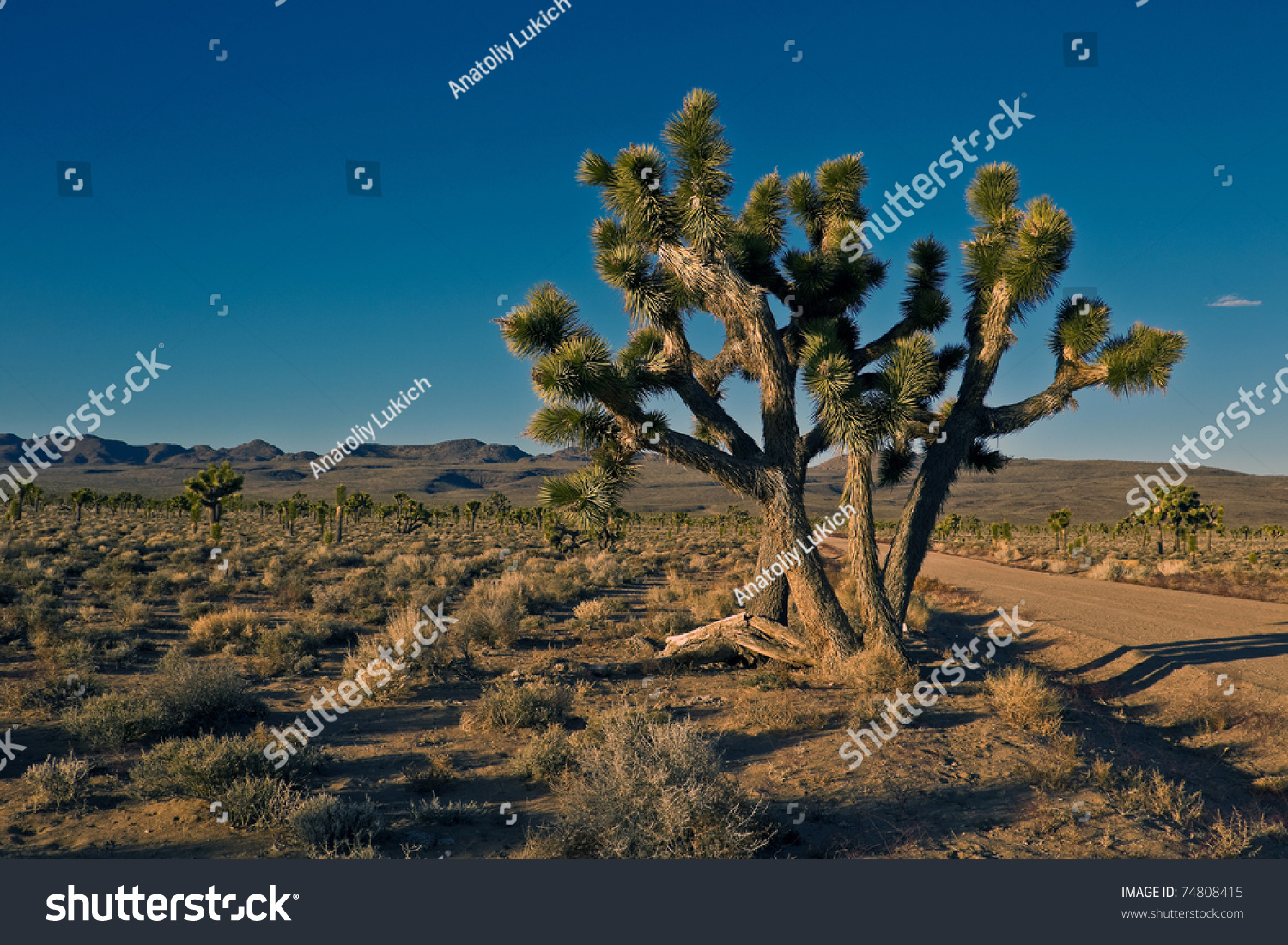 Joshua Trees (Yucca Brevifolia) On Lee Flat In Death Valley National ...