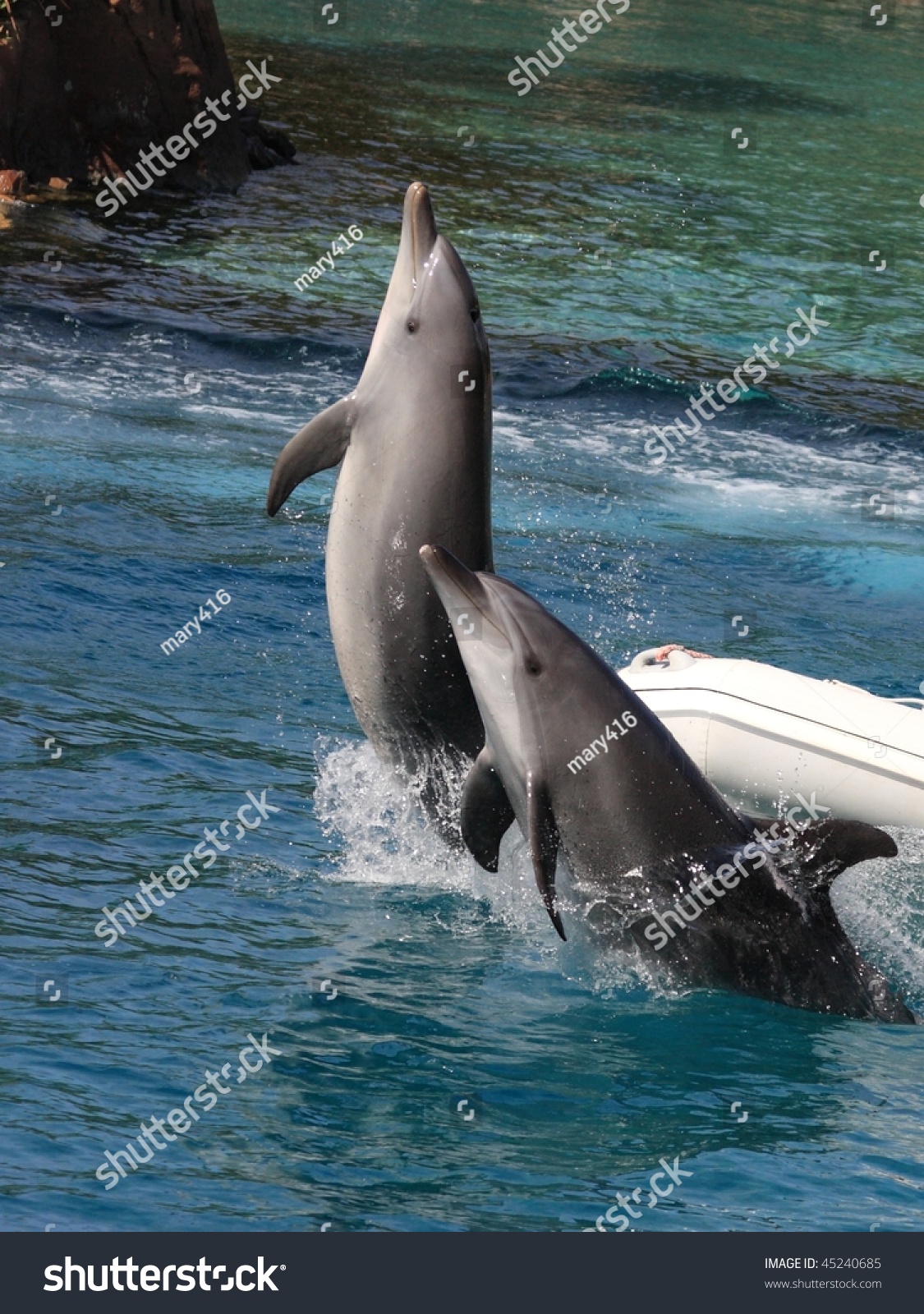 Jumping Dolphins In Gold Coast Australia Stock Photo 45240685