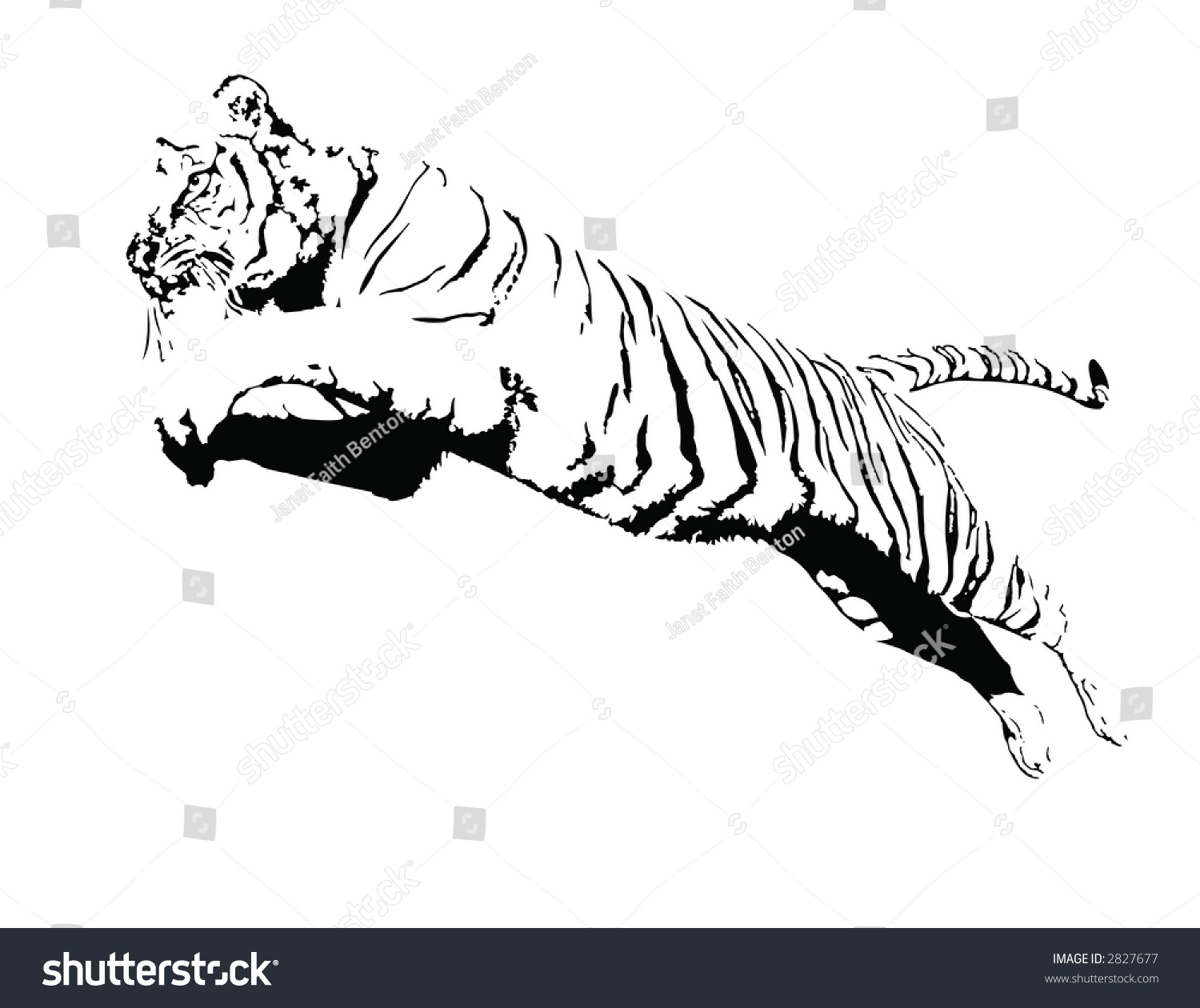 Jumping Tiger Stock Photo 2827677 : Shutterstock
