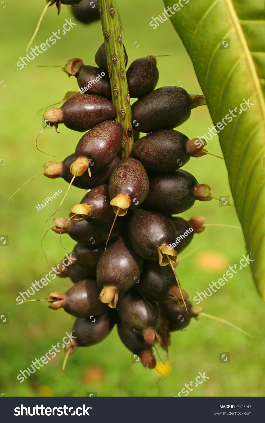 Jungle Fruit Stock Photo 731947 Shutterstock