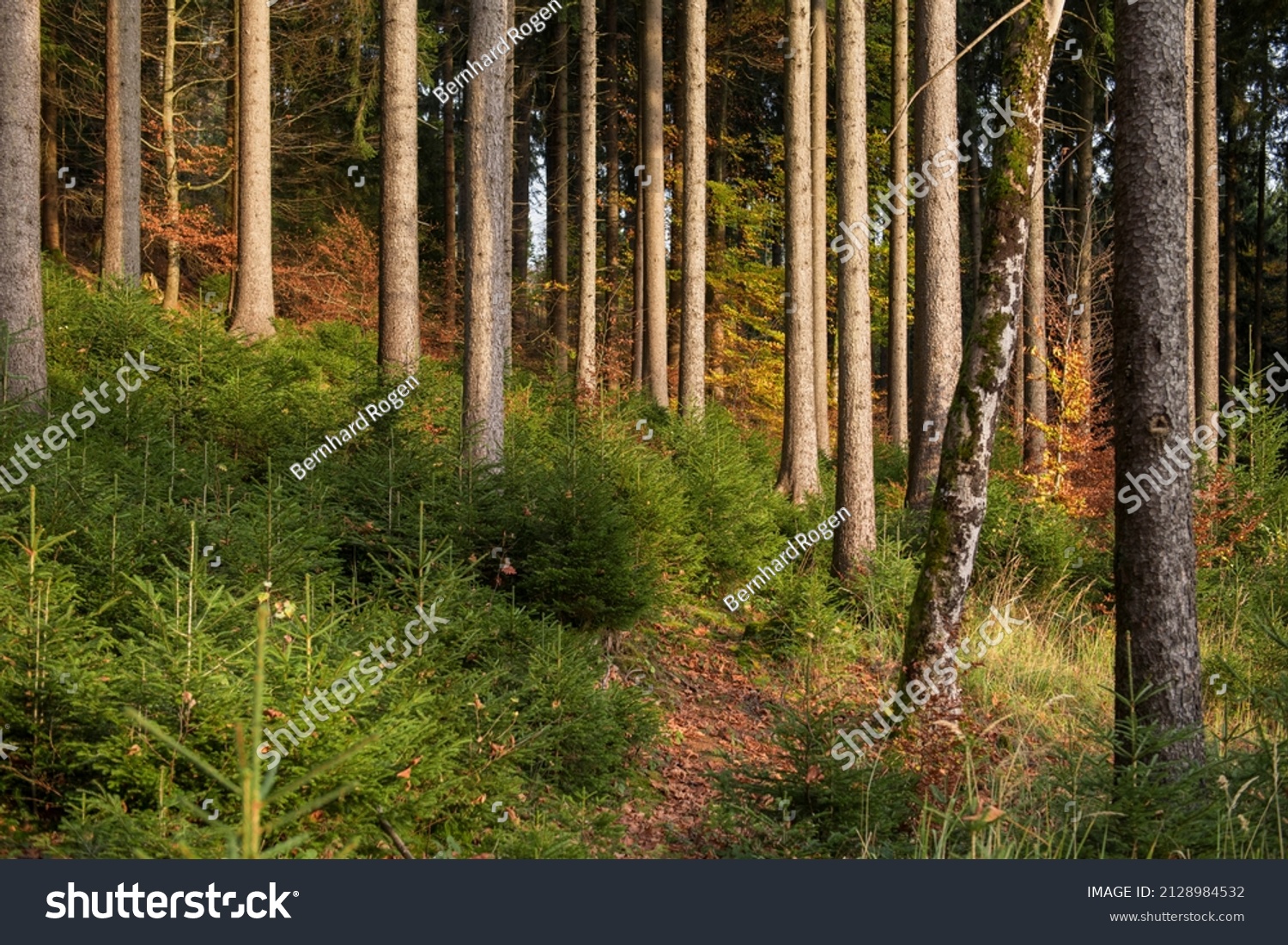 Nachwuchs Shutterstock