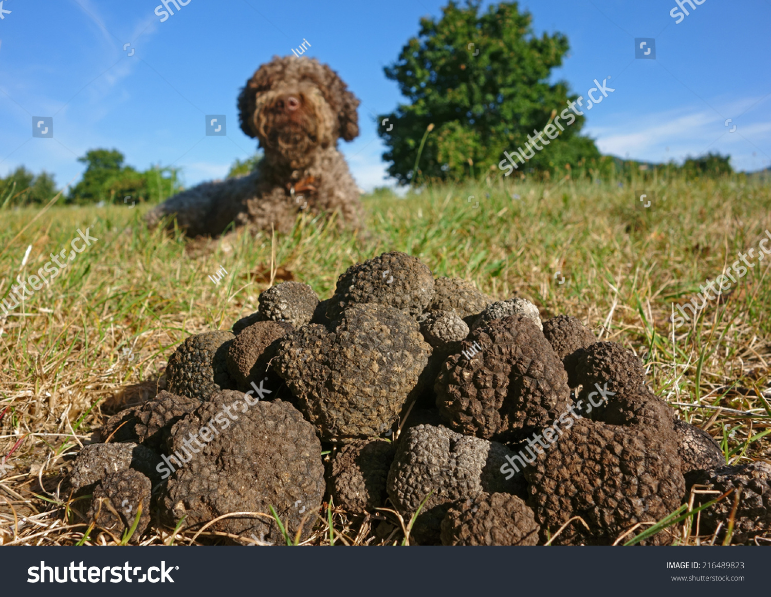 stock-photo-just-picked-black-truffles-dog-in-the-background-216489823.jpg