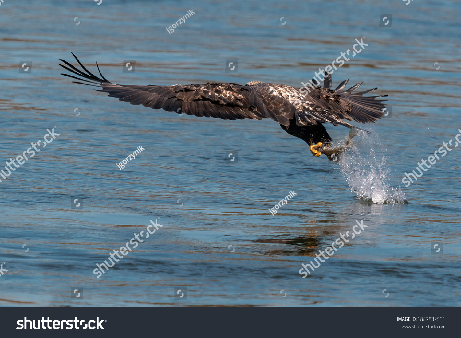 Juvenile Bald Eagle Swooping Down Grab Stock Photo Edit Now