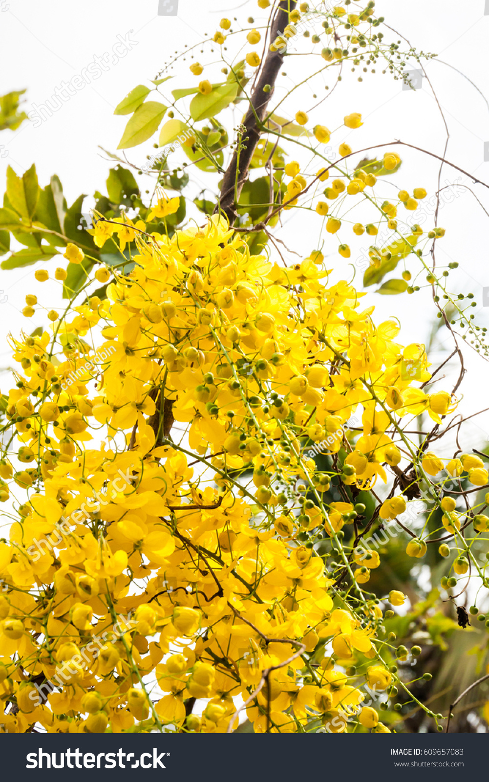 Kanikkonna Golden Shower Cassia Fistula Bloom Stock Photo 609657083