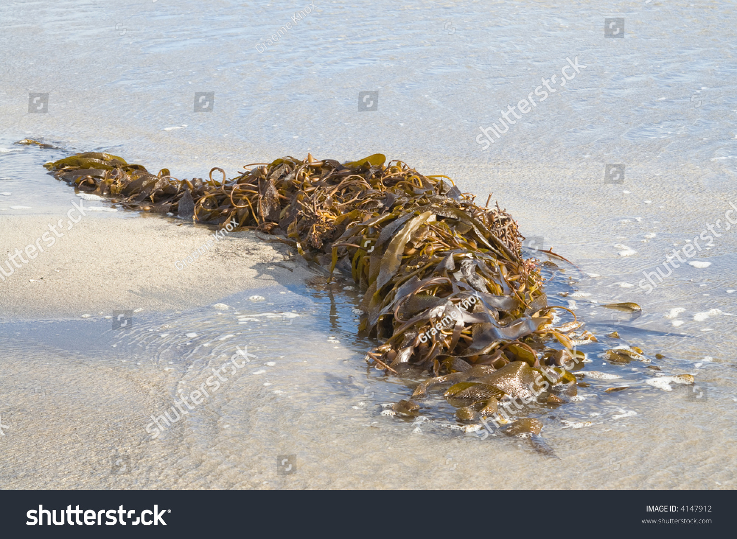 Kelp Seaweed Washed Up On Beach Stock Photo Shutterstock