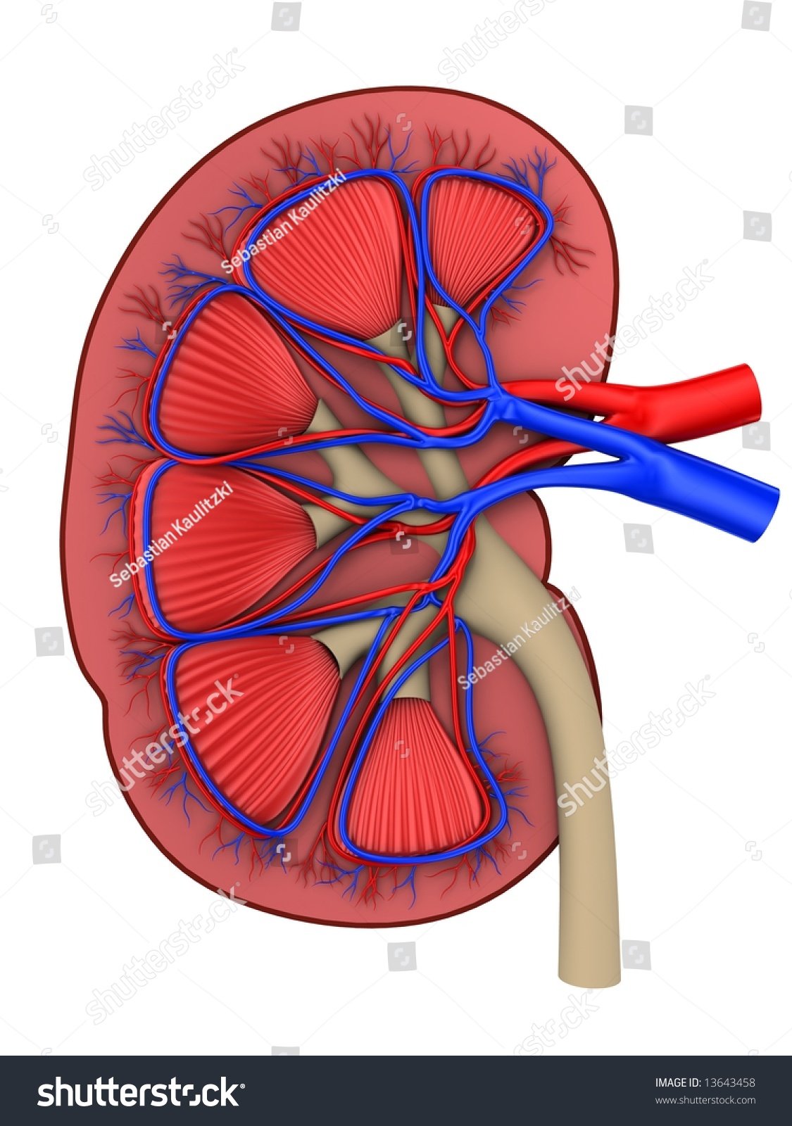 Kidney Cross Section Stock Photo 13643458 : Shutterstock