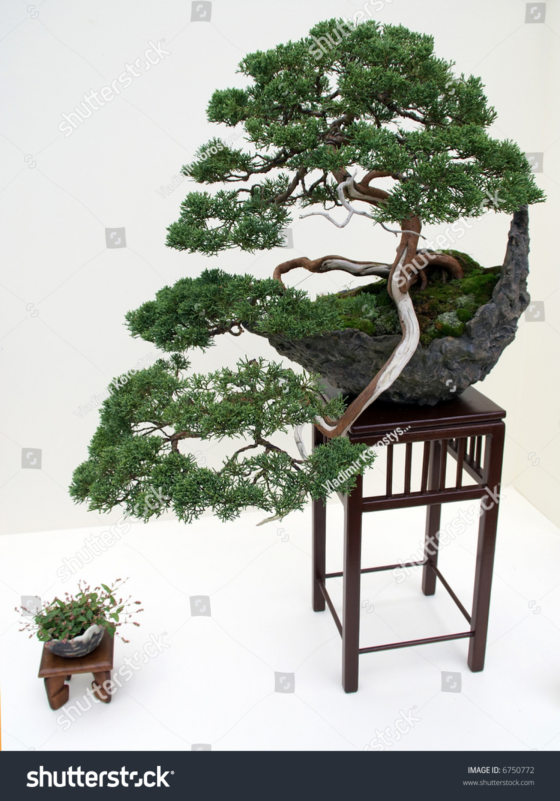 Kiku Exhibit In The New York Botanical Garden Japanese Bonsai Kiku Exhibit In The New York Botanical Garden Japanese Bonsai