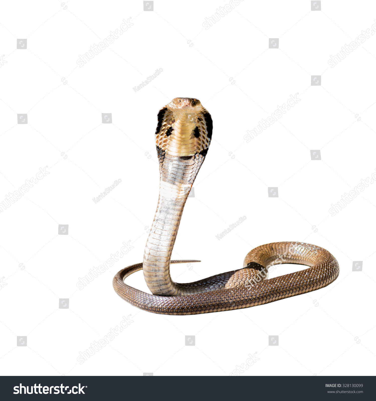 King Cobra Isolate On White Background Stock Photo 328130099 : Shutterstock