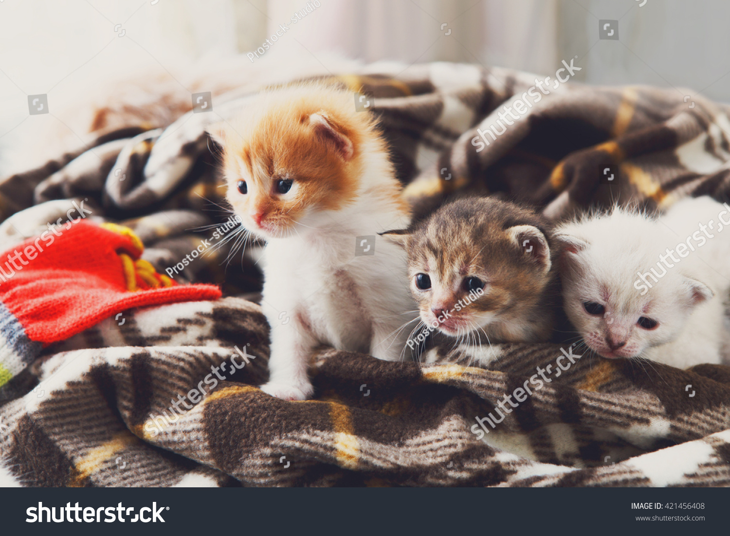 Kittens and mittens White Red and grey newborn kittens in a plaid blanket Sweet adorable tiny kittens on a serenity blue wood play with cat toy and mittens Funny kittens crawling and meowing Kittens and mittens White Red and grey newborn kittens in a plaid blanket Sweet adorable tiny kittens on a serenity blue wood play with cat toy and mittens Funny kittens crawling and meowing