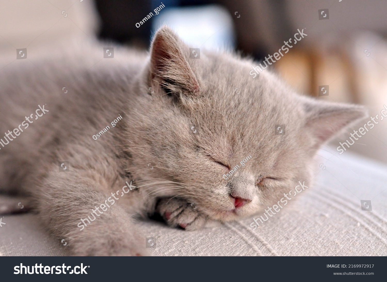 Bkh Kitten Bilder Stockfotos Und Vektorgrafiken Shutterstock