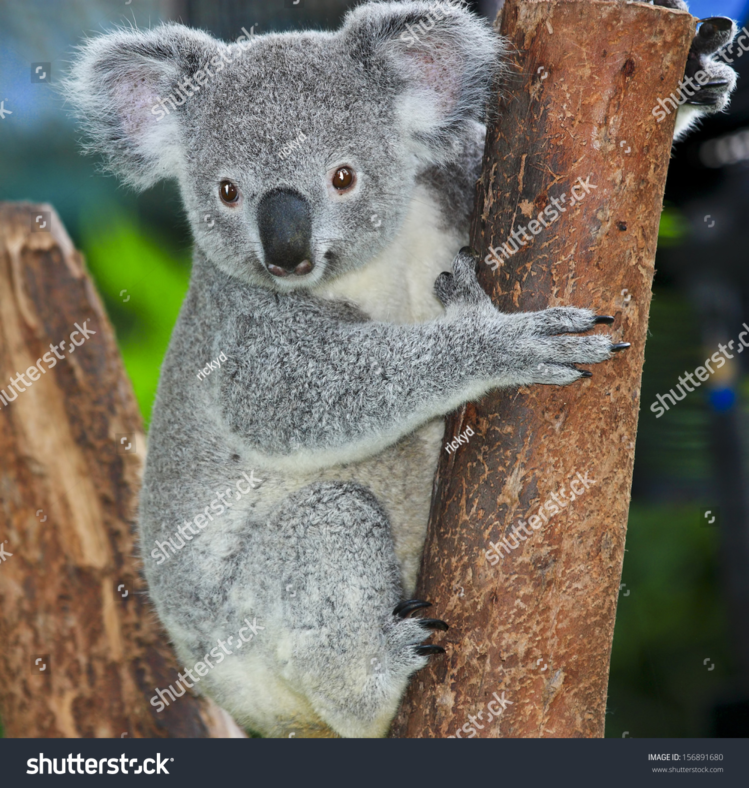 Koala Bear In Forest Zoo Stock Photo 156891680 : Shutterstock