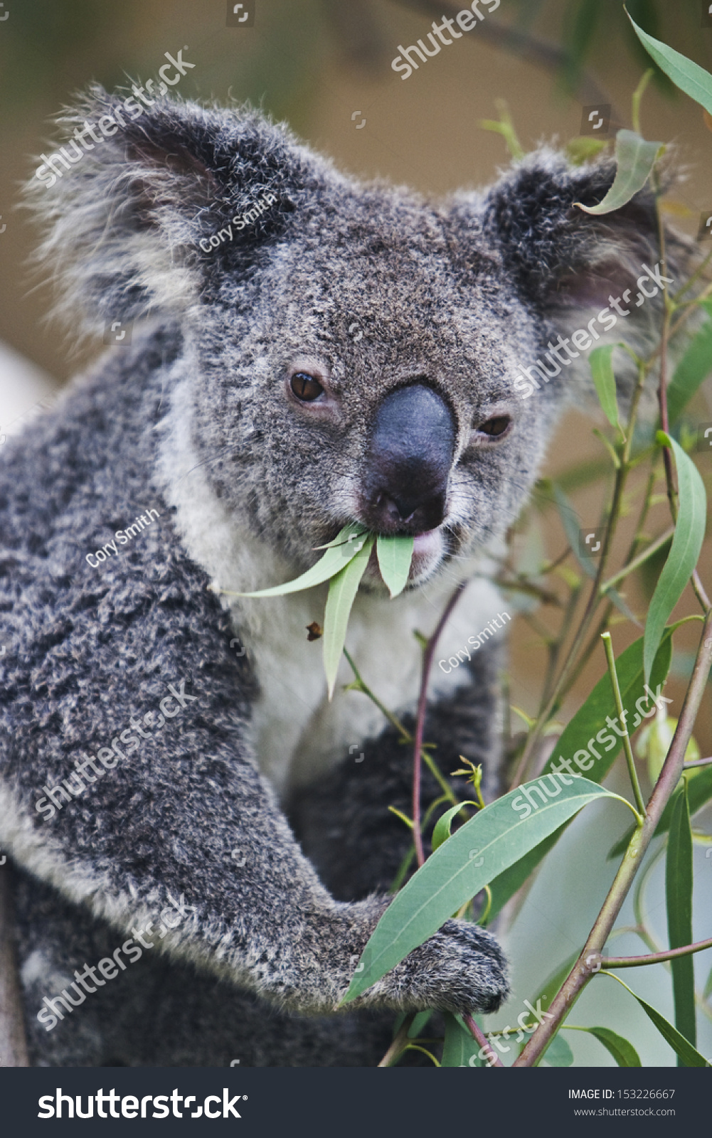 Koala Eating Eucalyptus Stock Photo 153226667 Shutterstock