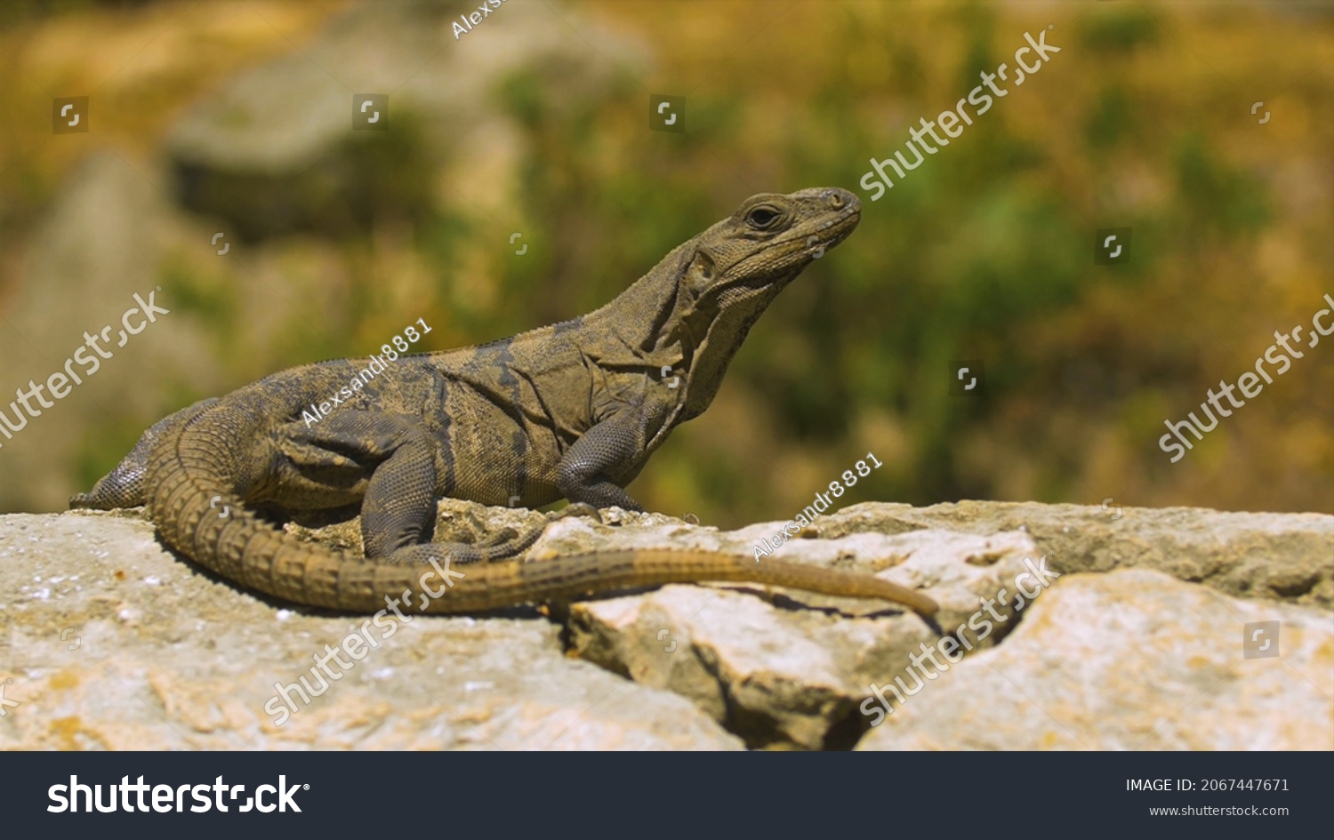 Water Lizard Images Stock Photos Vectors Shutterstock