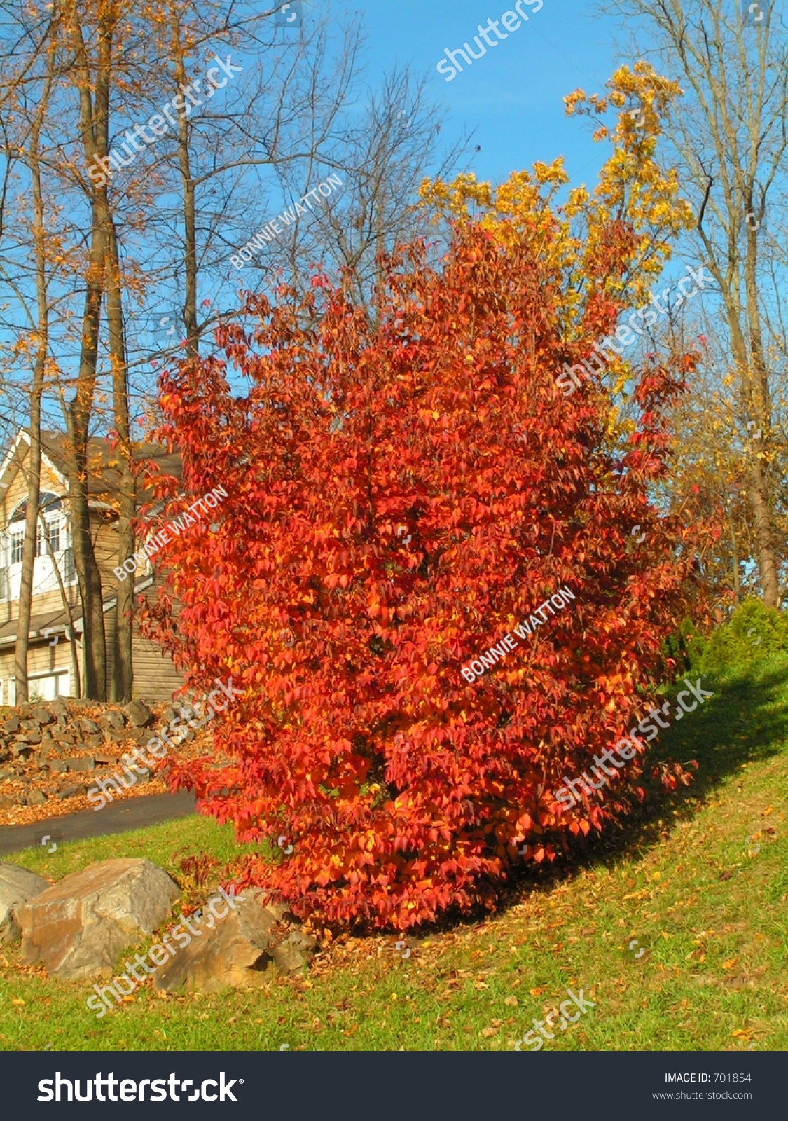 Kousa Dogwood Tree With Red Fall Foliage Stock Photo 701854 : Shutterstock