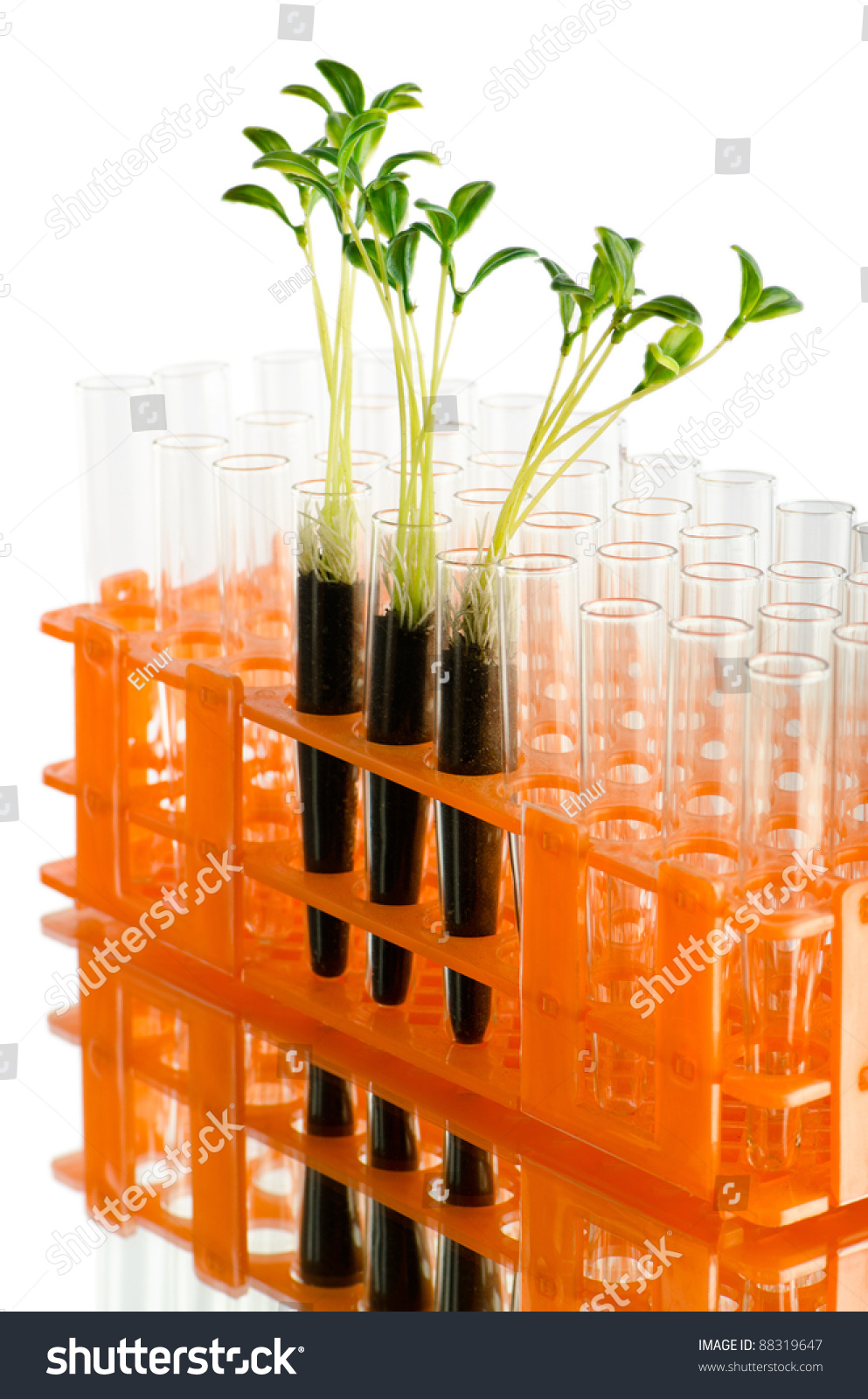 Lab Experiment With Green Leaves Lab Experiment With Green Leaves Stock Photo 88319647