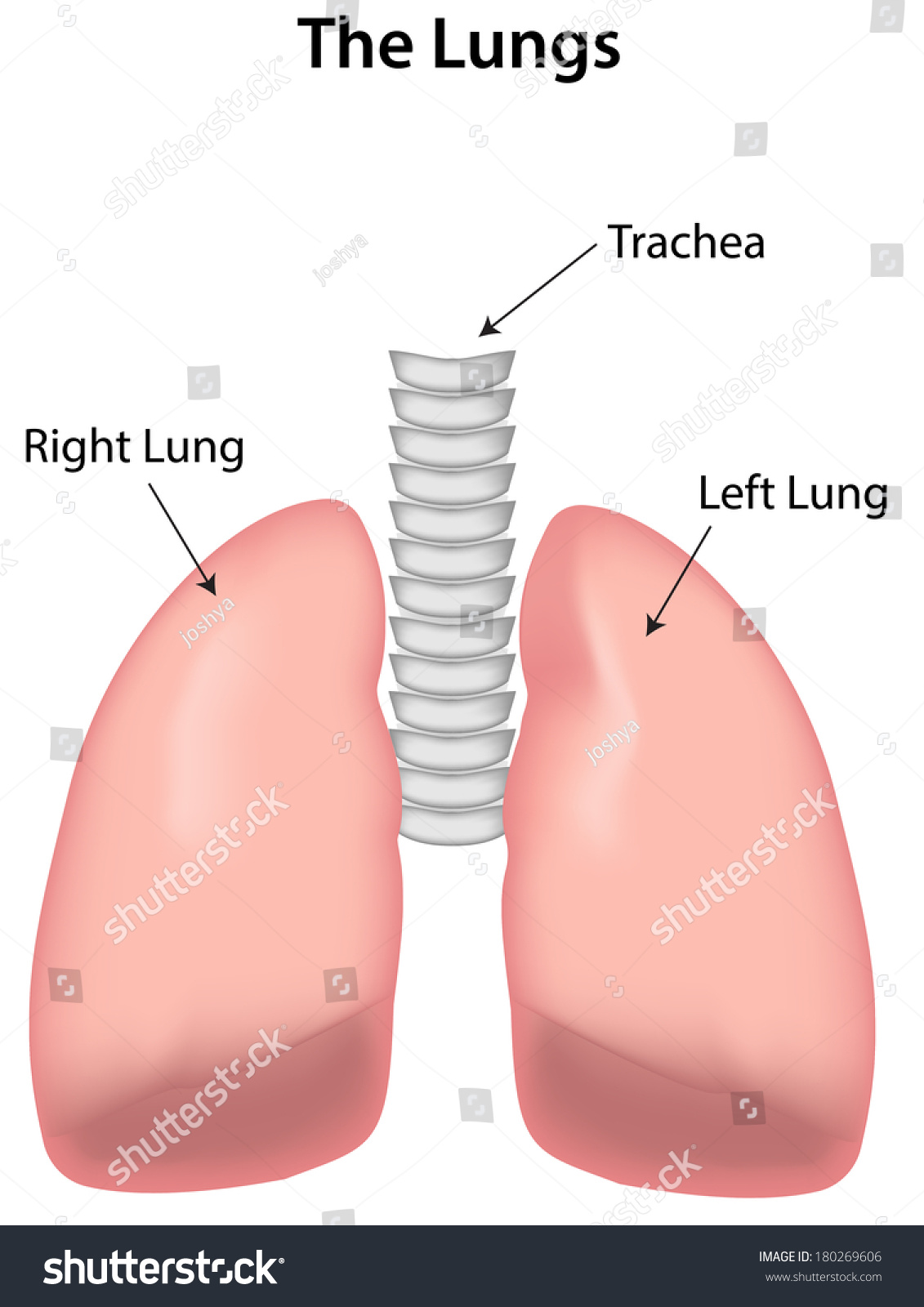 Labeled Lungs Diagram Stock Photo 180269606   Shutterstock