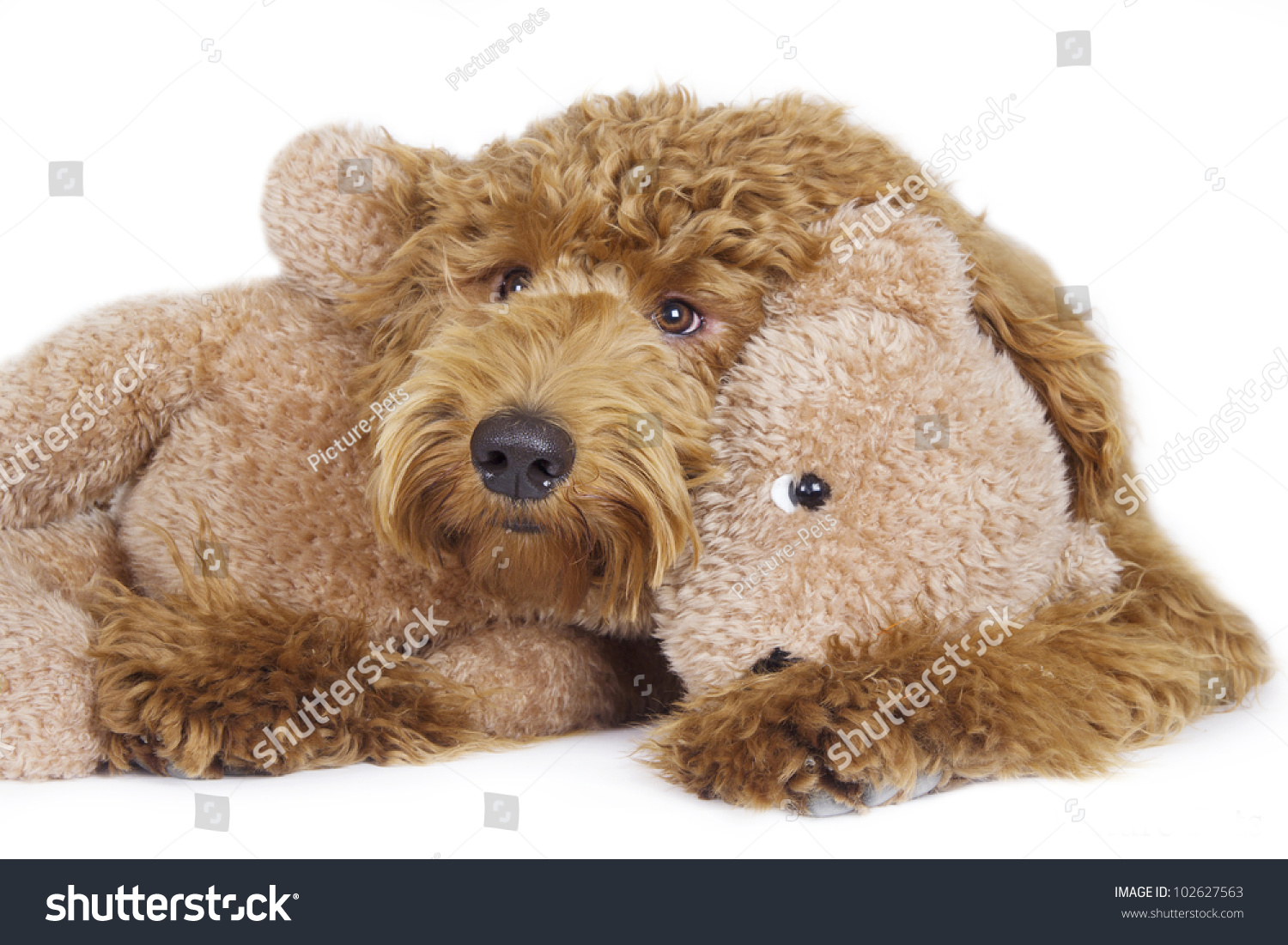 teddy bear labradoodles