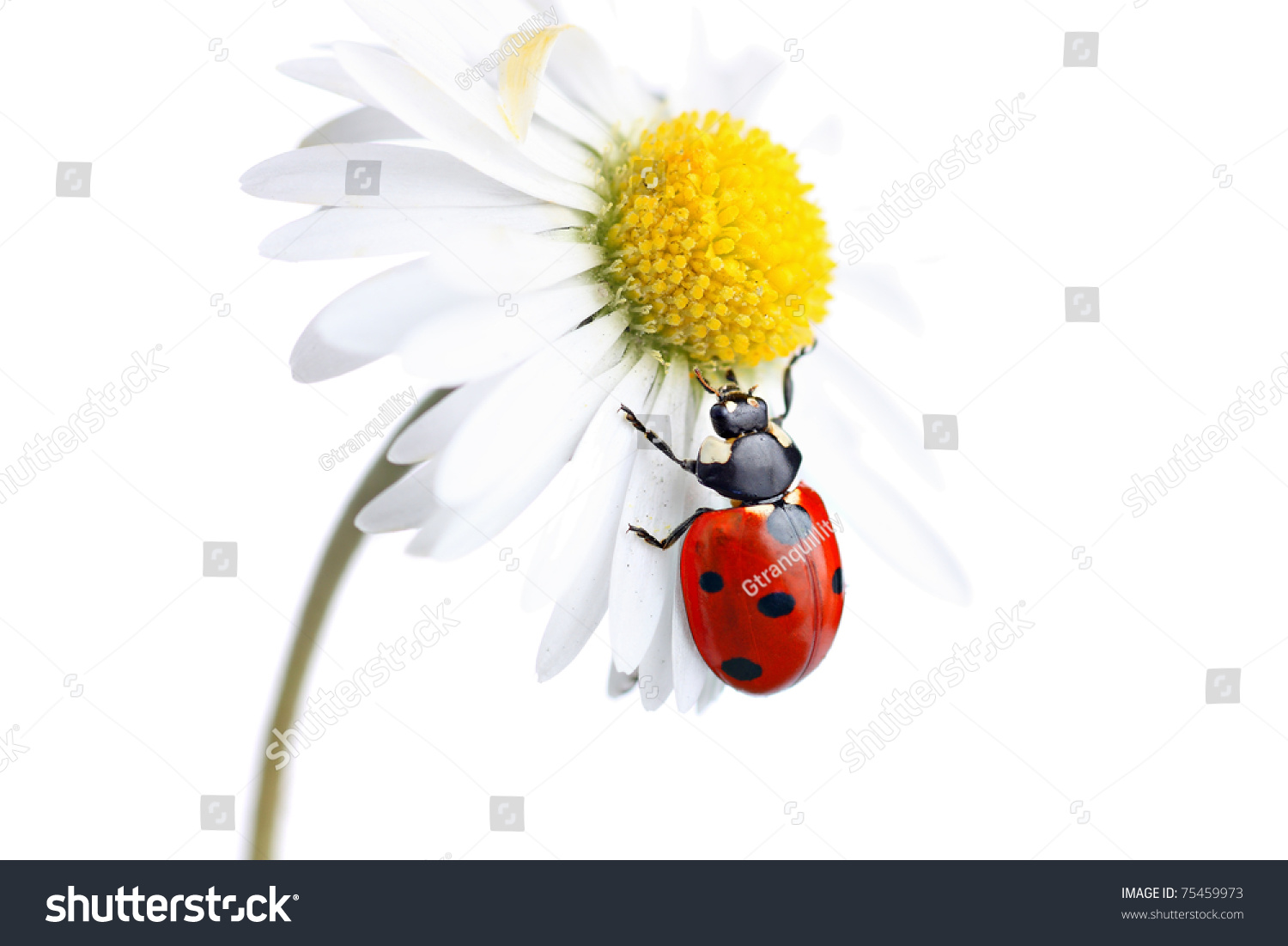http://image.shutterstock.com/z/stock-photo-ladybird-coccinellidae-on-daisy-flower-75459973.jpg